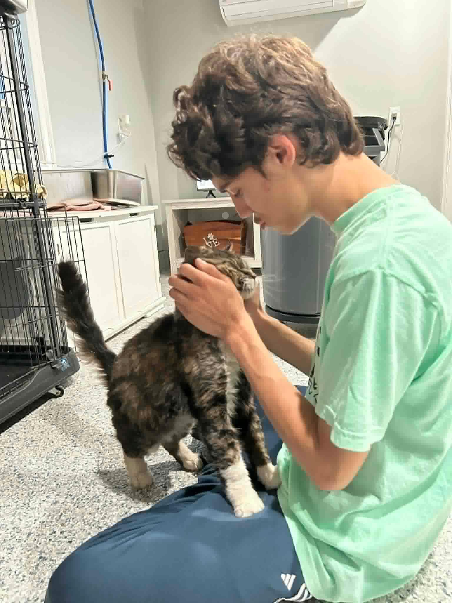 Kobe, a ADOPTABLE Domestic Short Hair in Kennebunk , ME image 4/4