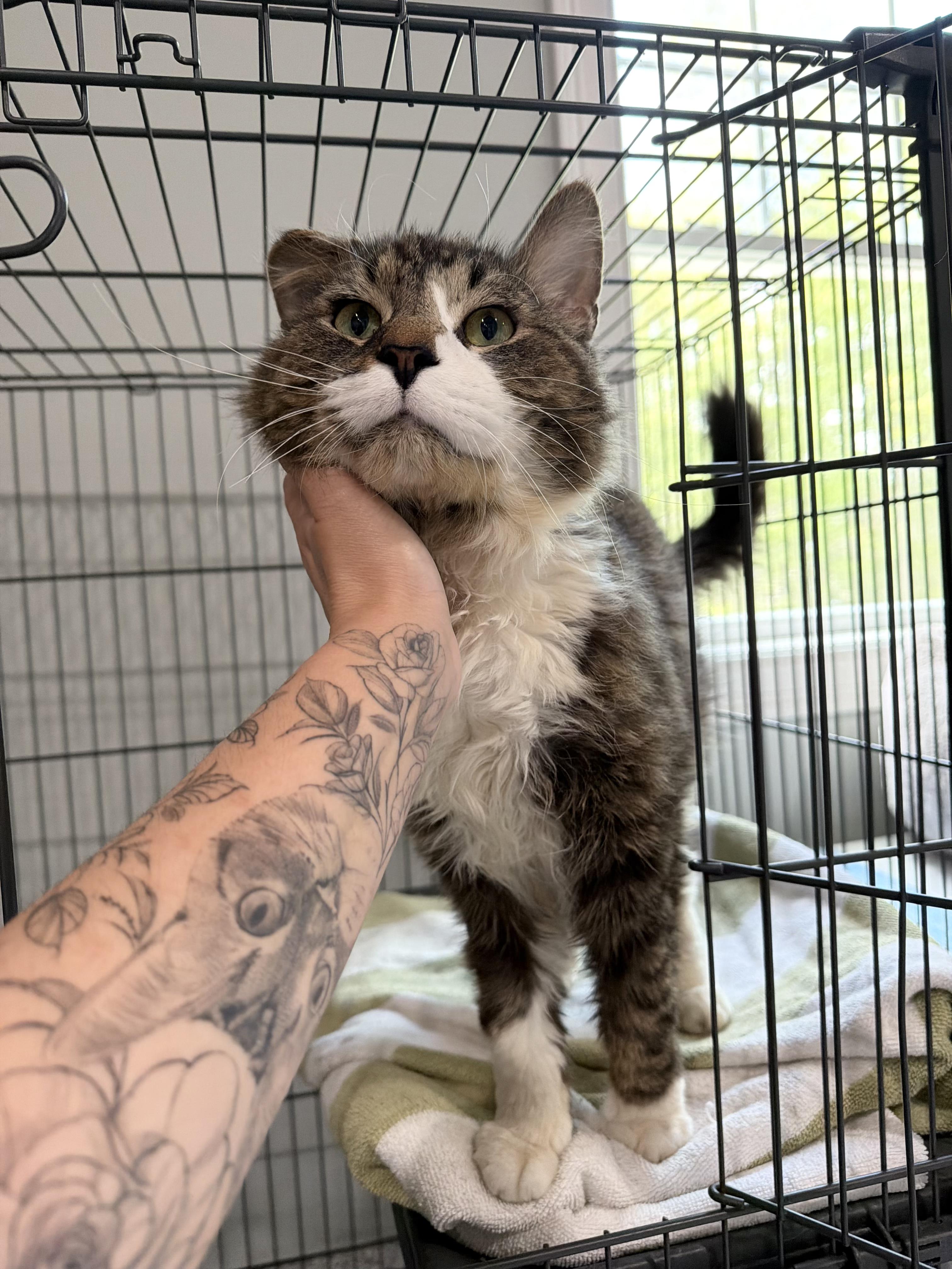 Kobe, a ADOPTABLE Domestic Short Hair in Kennebunk , ME image 3/4