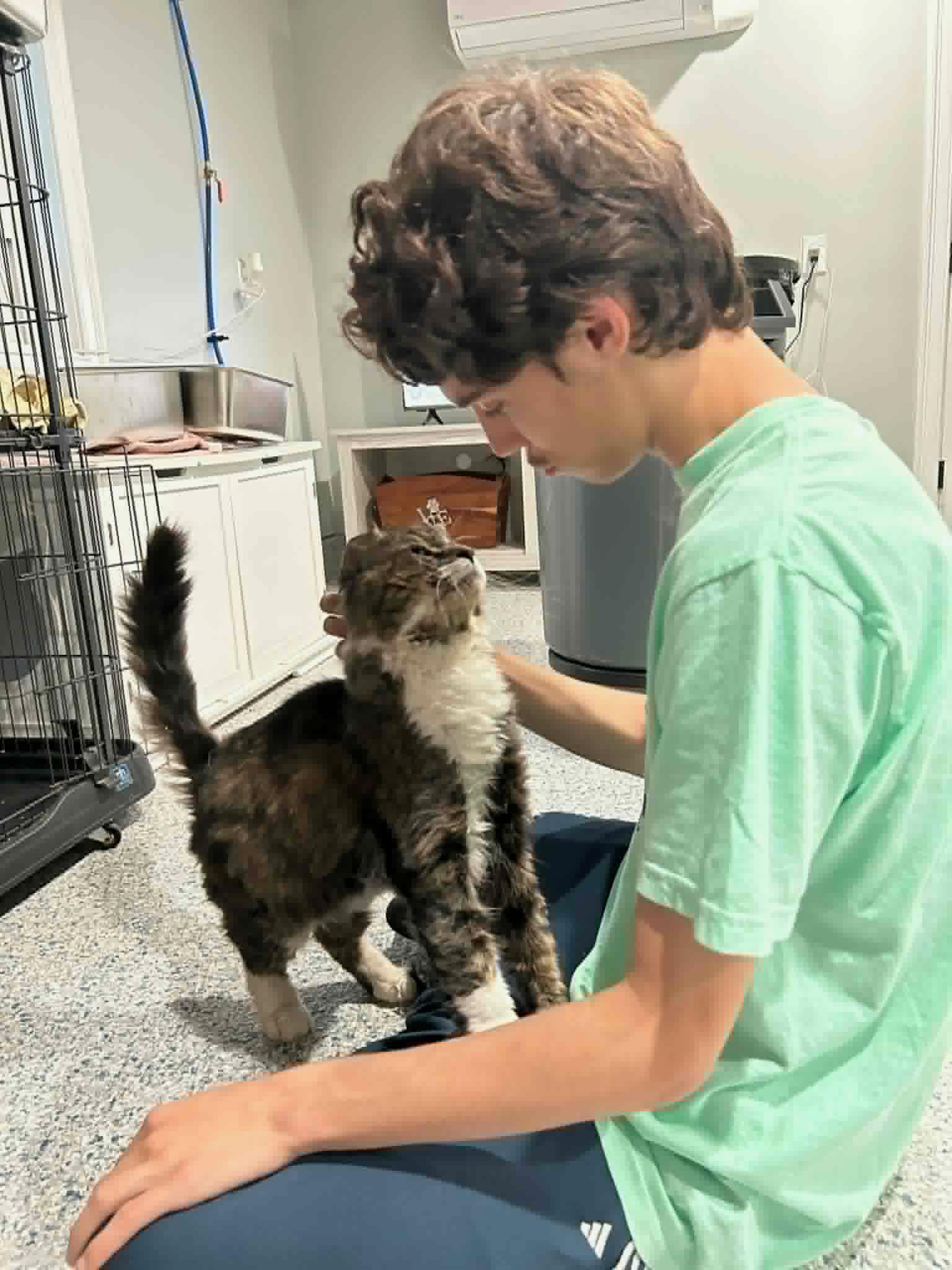Kobe, a ADOPTABLE Domestic Short Hair in Kennebunk , ME image 2/4