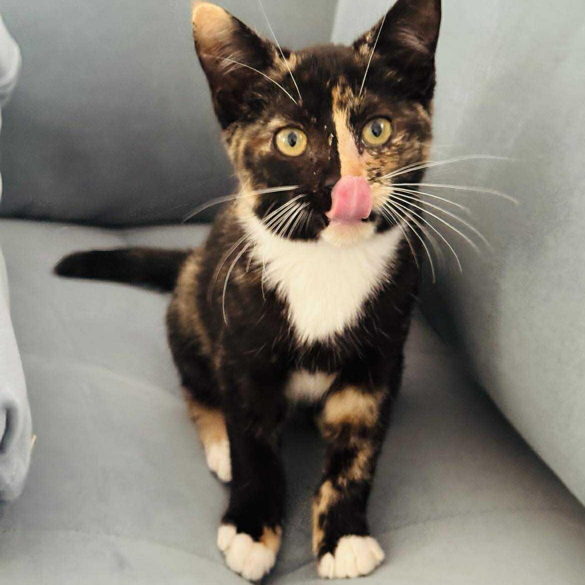 Enlarge Wednesday, a Adopted Tortoiseshell in Charlotte, NC image 1/4