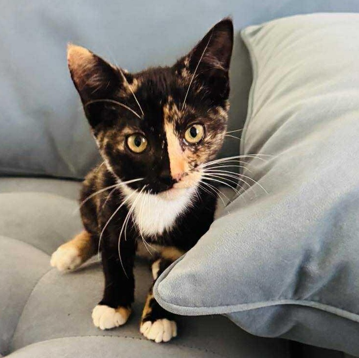 Enlarge Wednesday, a Adopted Tortoiseshell in Charlotte, NC image 2/4