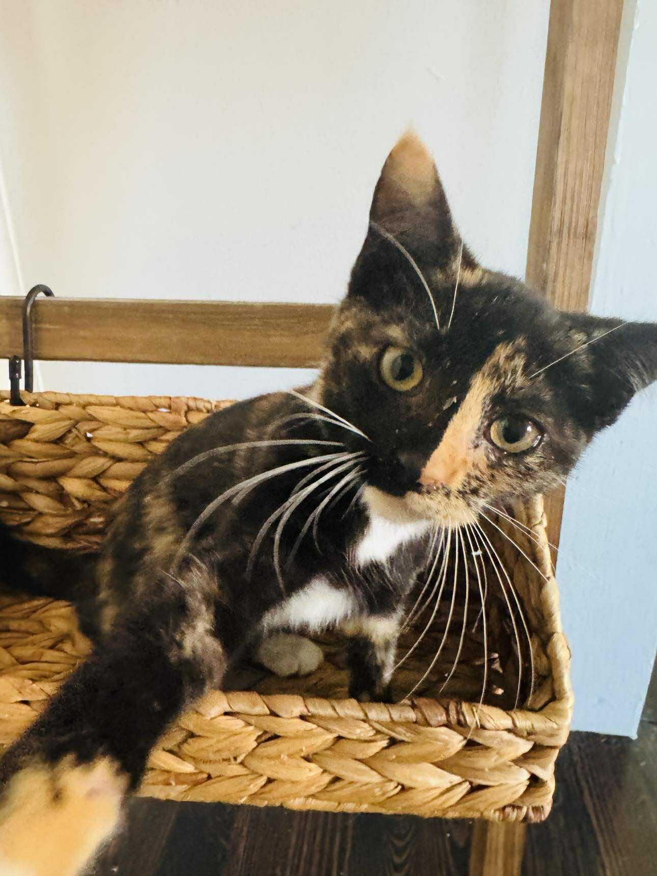 Enlarge Wednesday, a Adopted Tortoiseshell in Charlotte, NC image 3/4