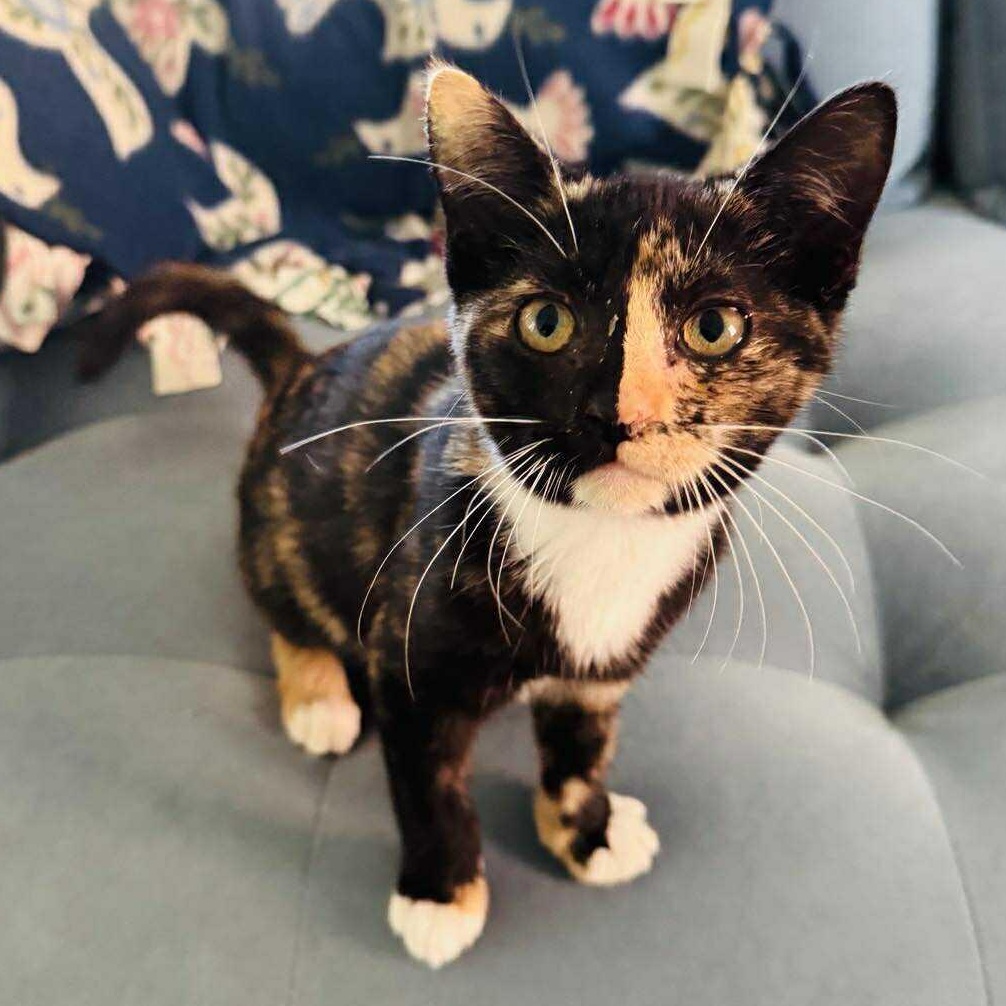 Enlarge Wednesday, a Adopted Tortoiseshell in Charlotte, NC image 4/4