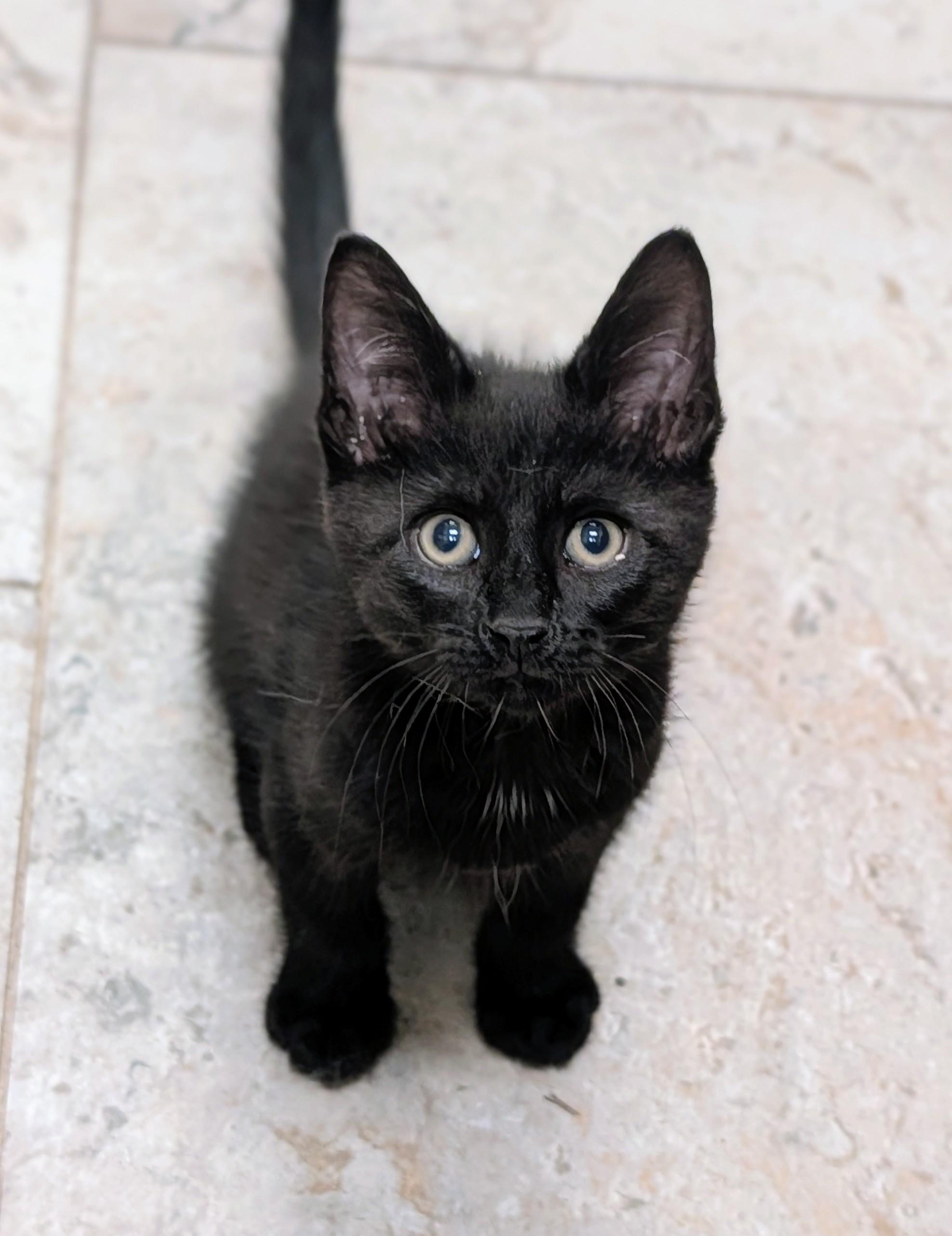 Coal, ADOPTABLE, Kitten Male Domestic Short Hair.