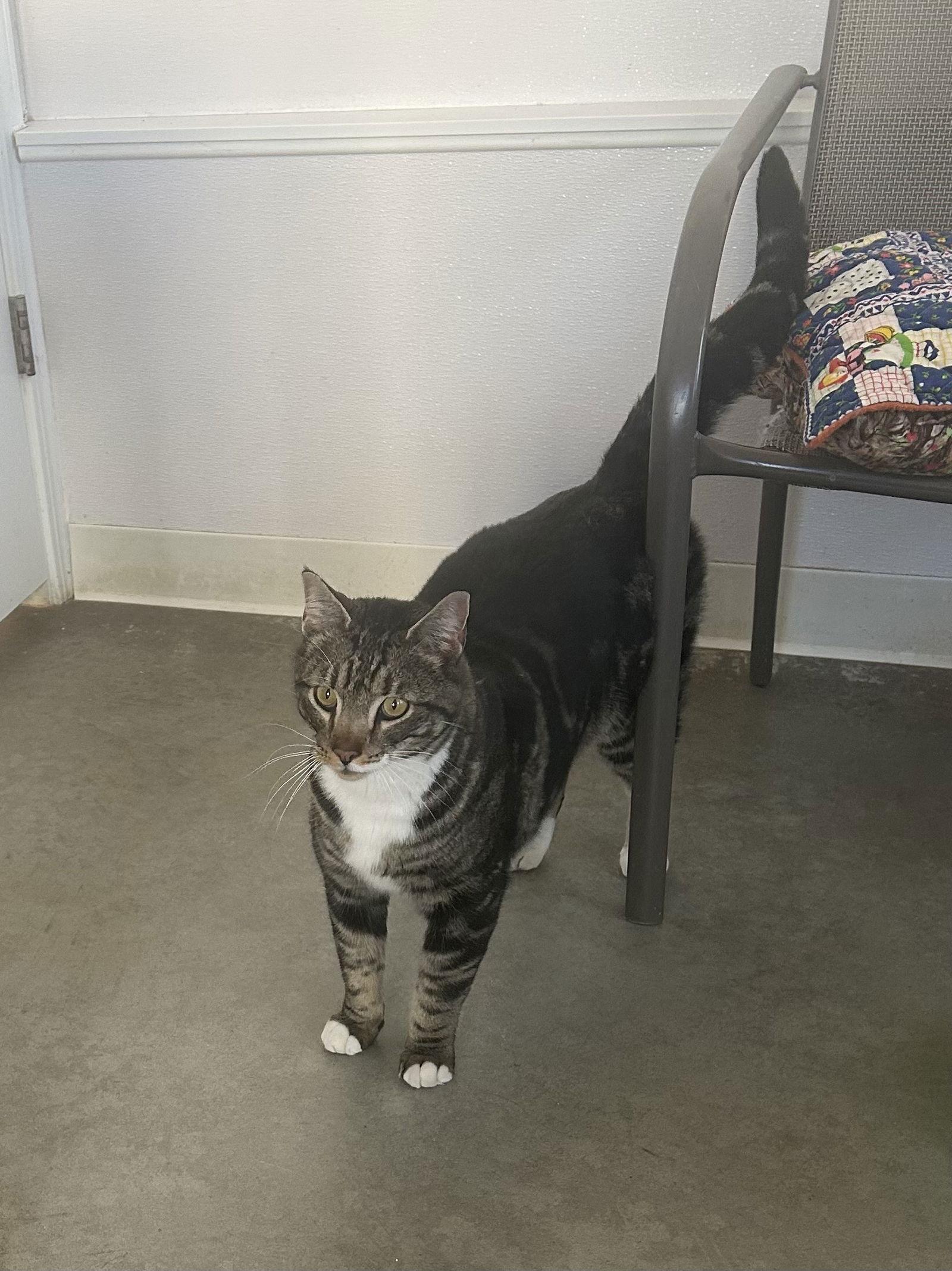 Cheeto Puff, a Adopted Domestic Short Hair in Emmett, ID image 1/2