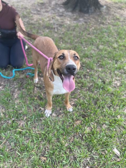 Rosey, Adult Female Coonhound