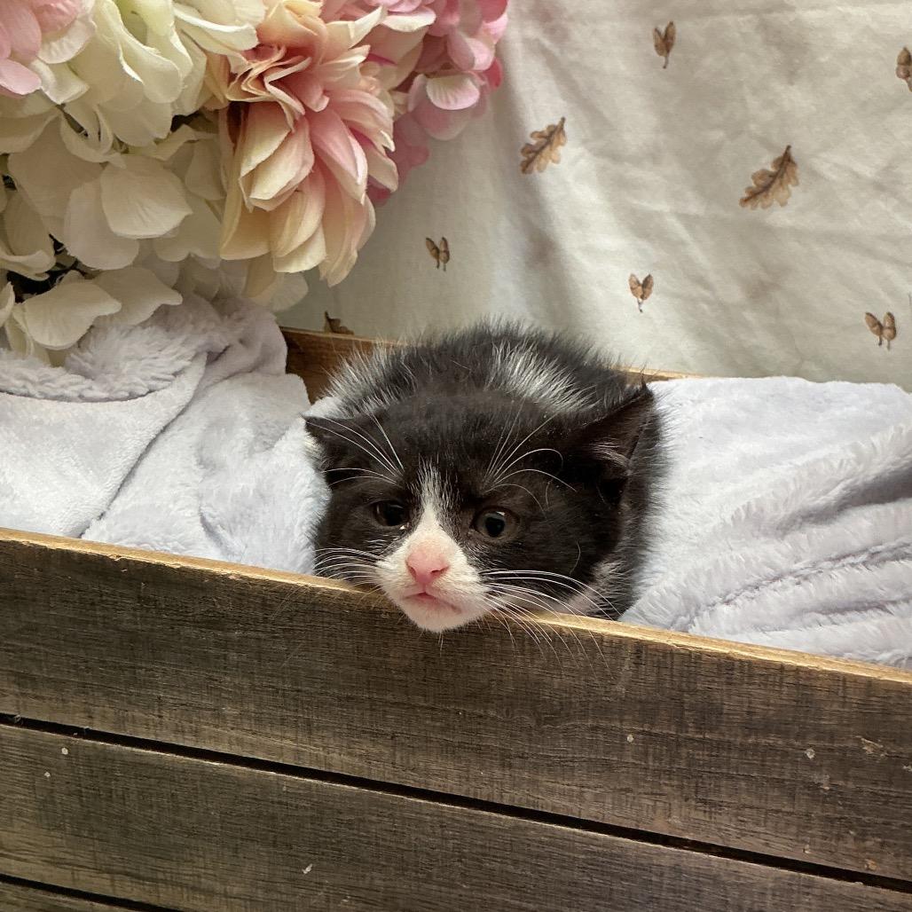 Oreo, Adoptable, Kitten Female American Shorthair.