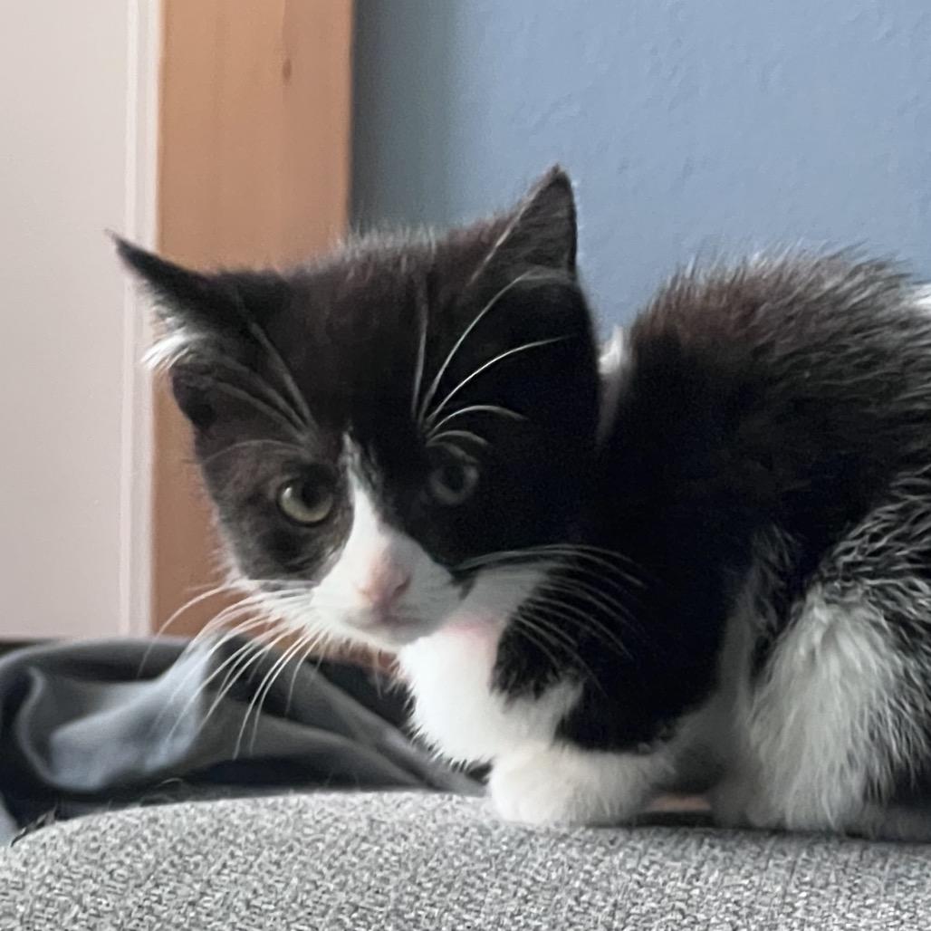 Enlarge Oreo, a Adoptable American Shorthair in Newberg, OR image 2/3