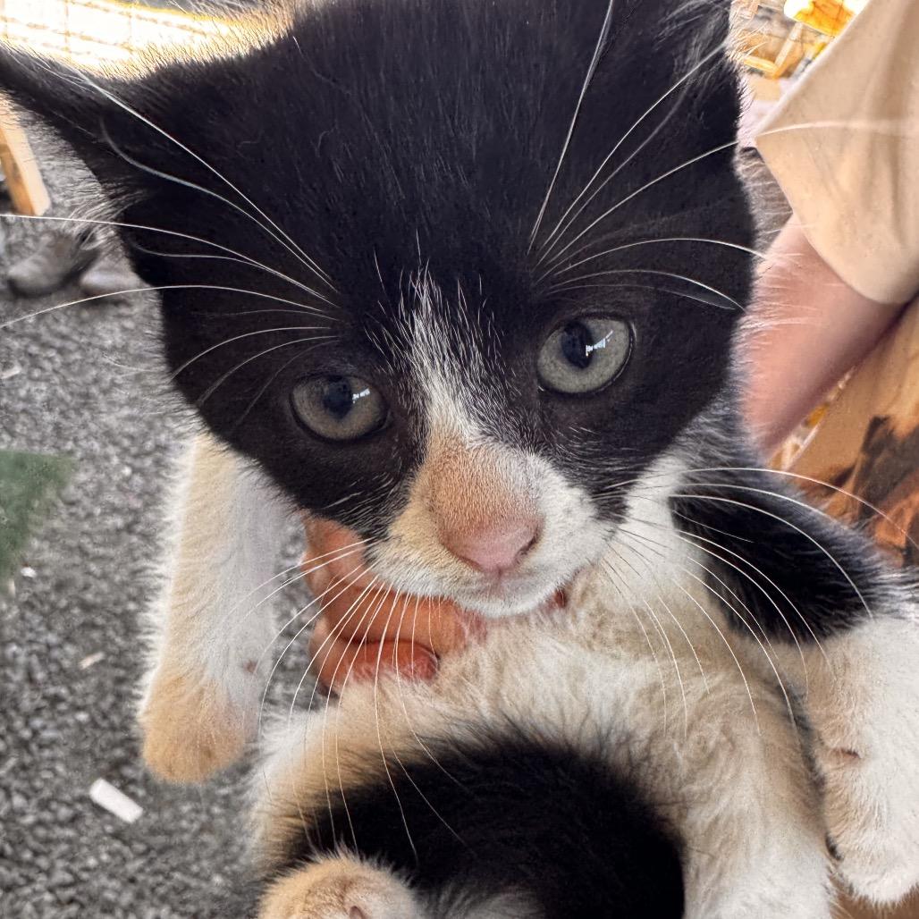 Enlarge Oreo, a Adoptable American Shorthair in Newberg, OR image 3/3