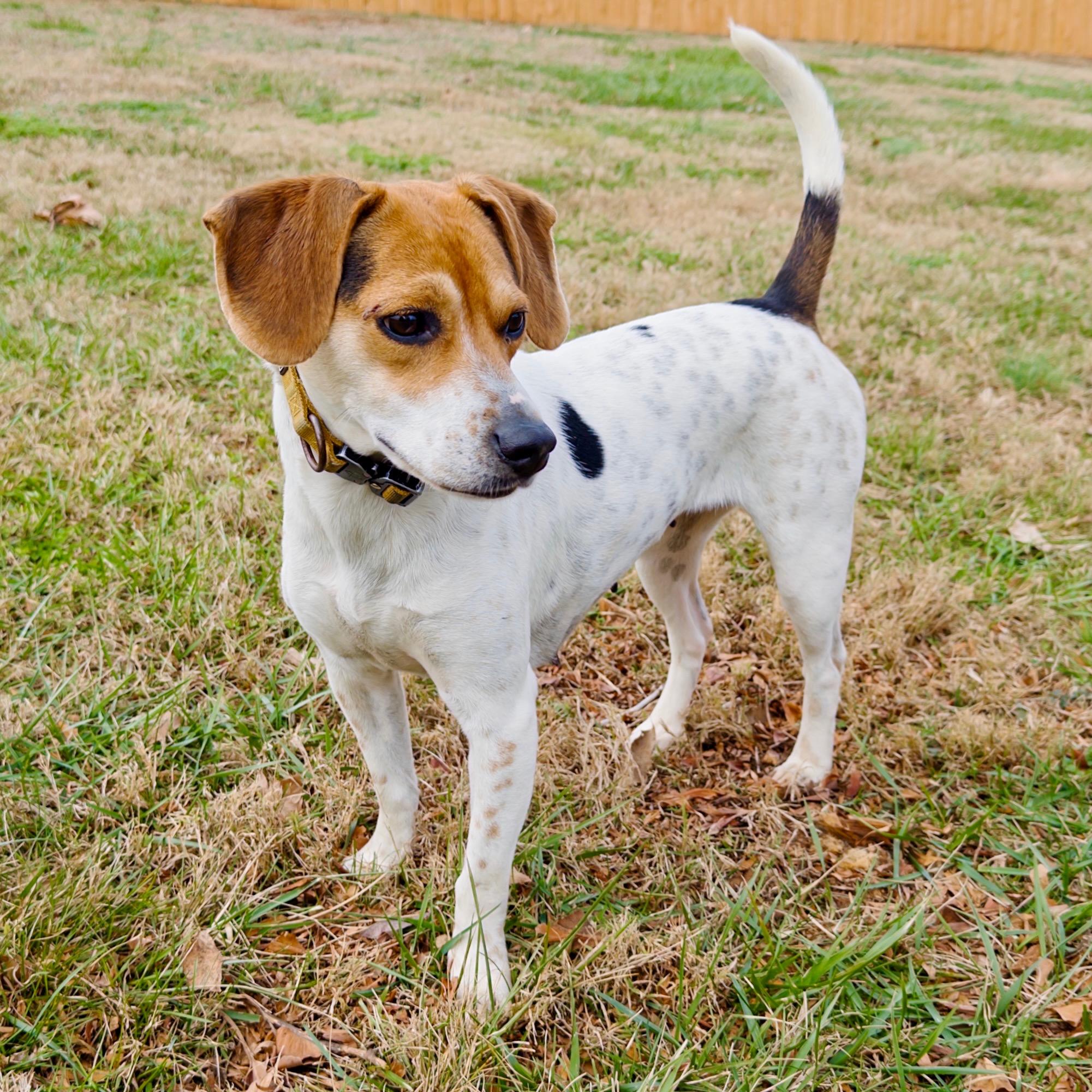 Macy, adopted, Young Female Beagle.
