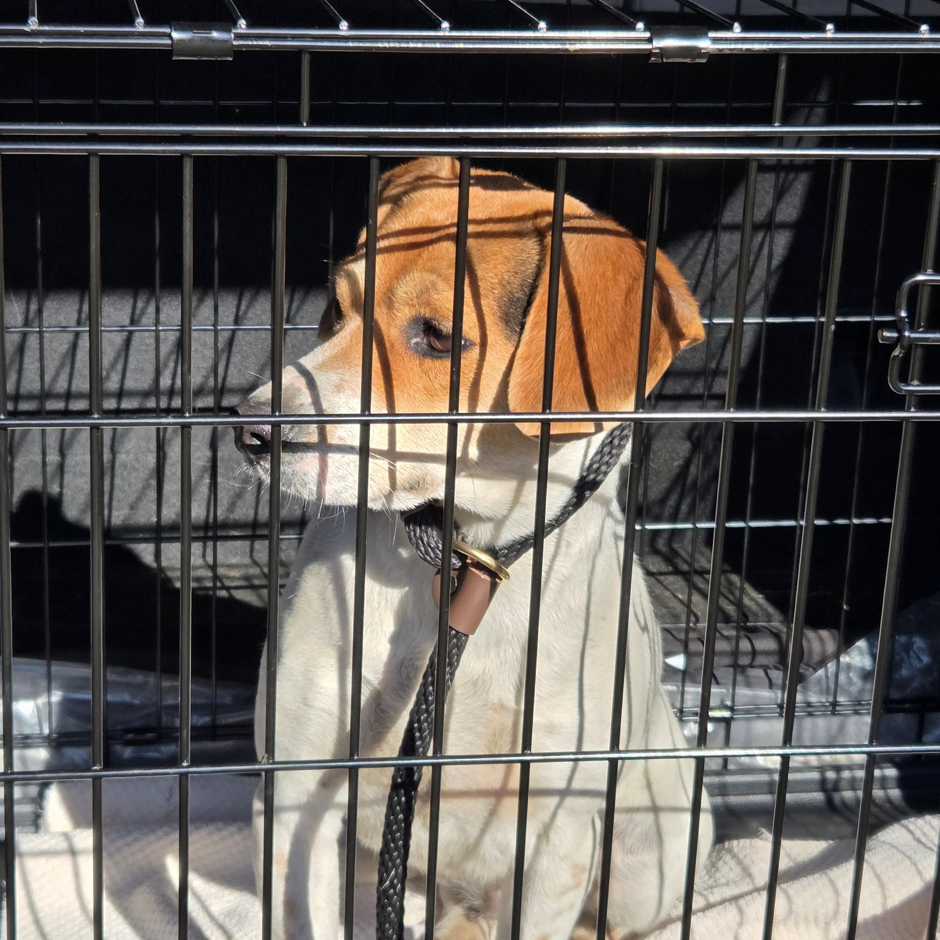Enlarge Macy, a ADOPTABLE Beagle in Maryville, TN image 3/3