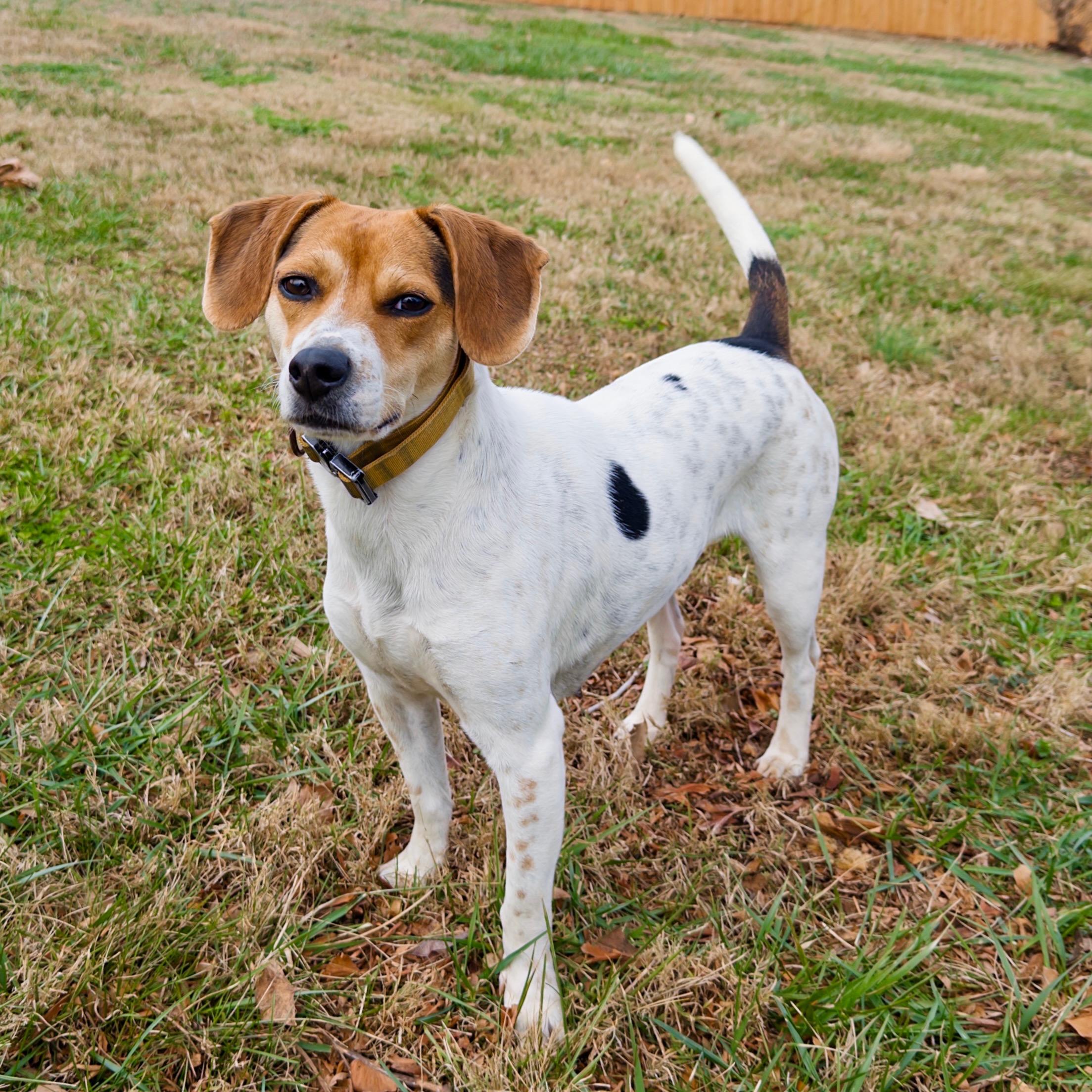 Enlarge Macy, an adopted Beagle in Maryville, TN image 6/6