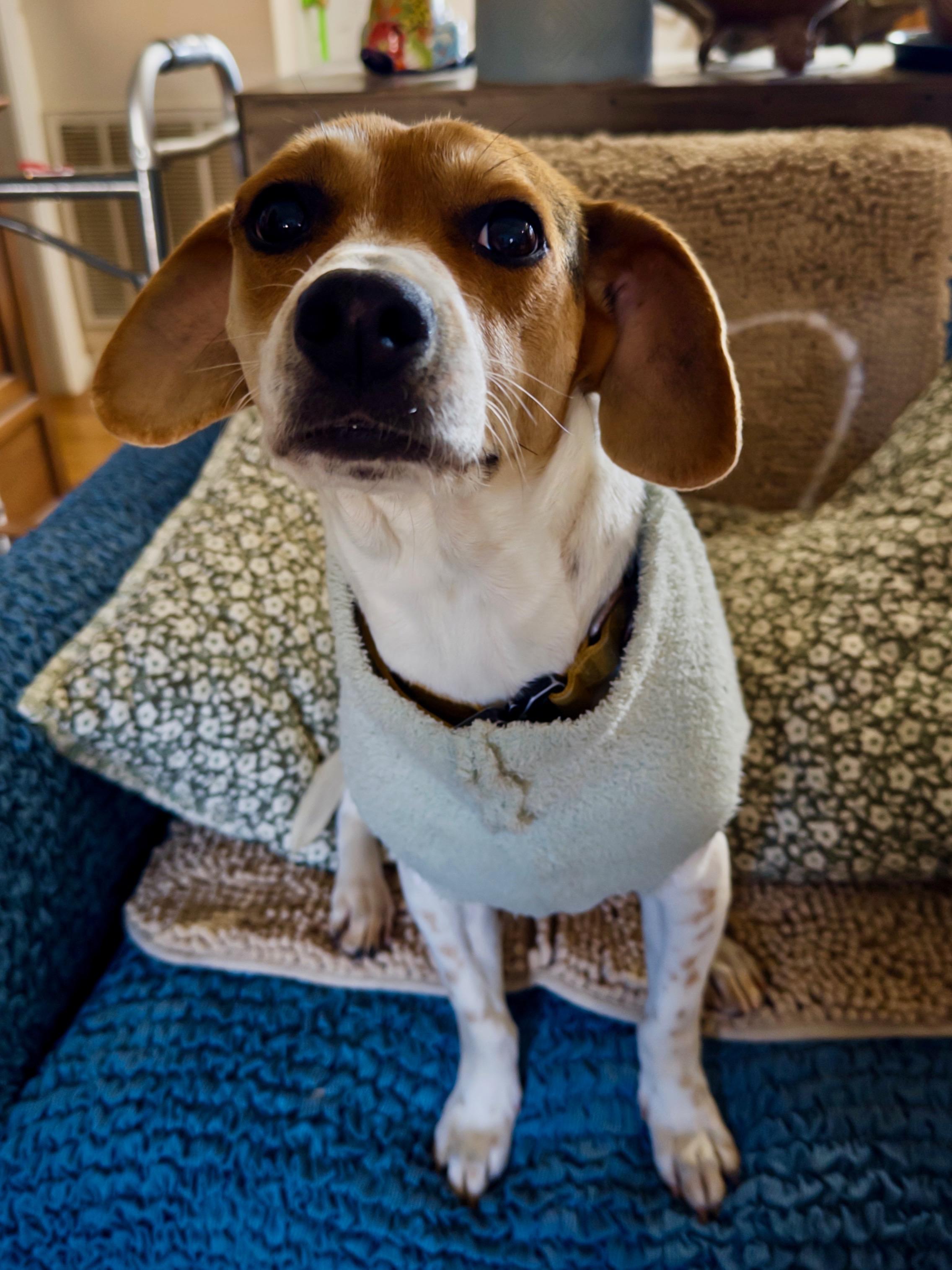 Enlarge Macy, an adopted Beagle in Maryville, TN image 3/6