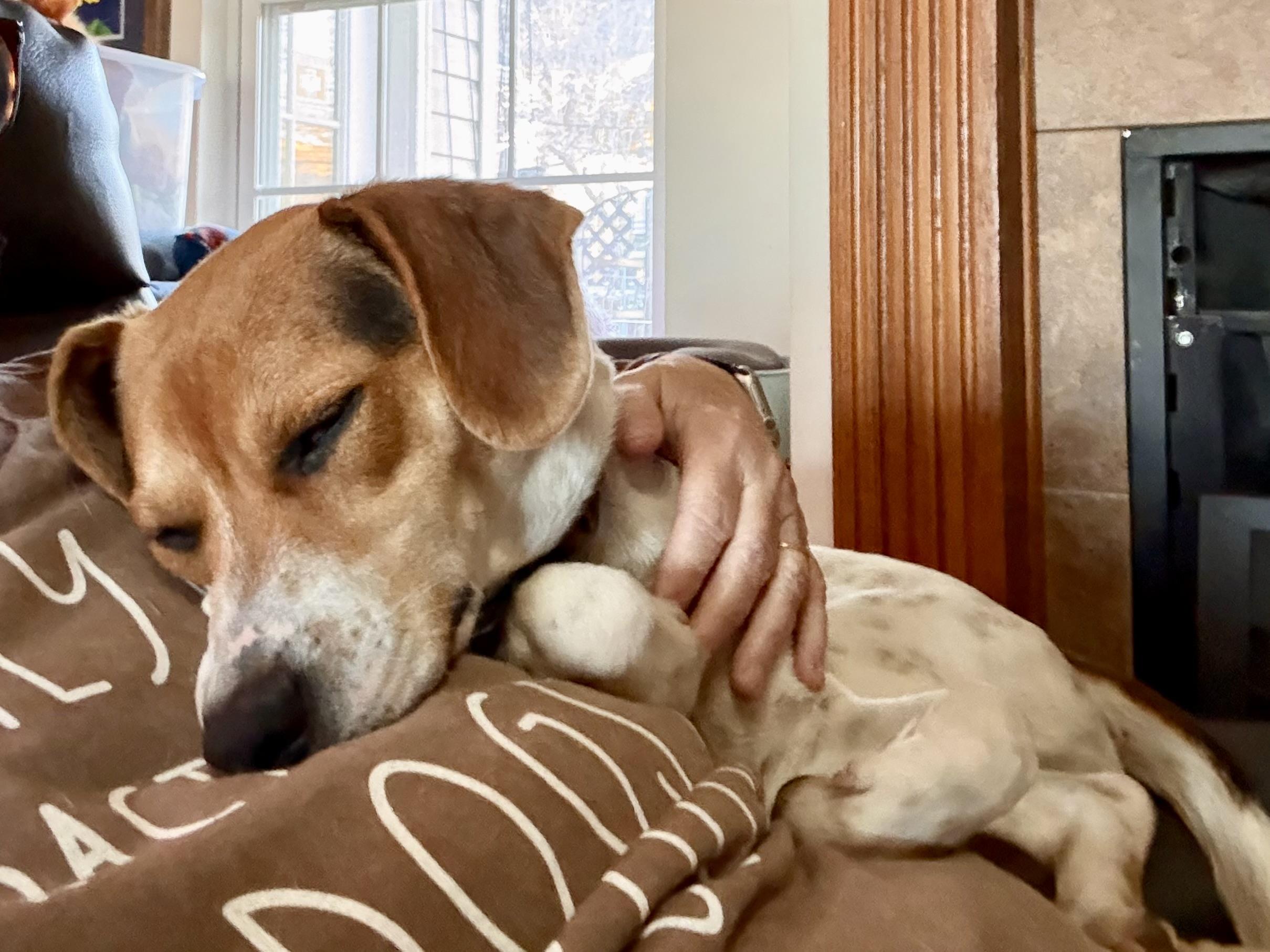 Enlarge Macy, an adopted Beagle in Maryville, TN image 2/6