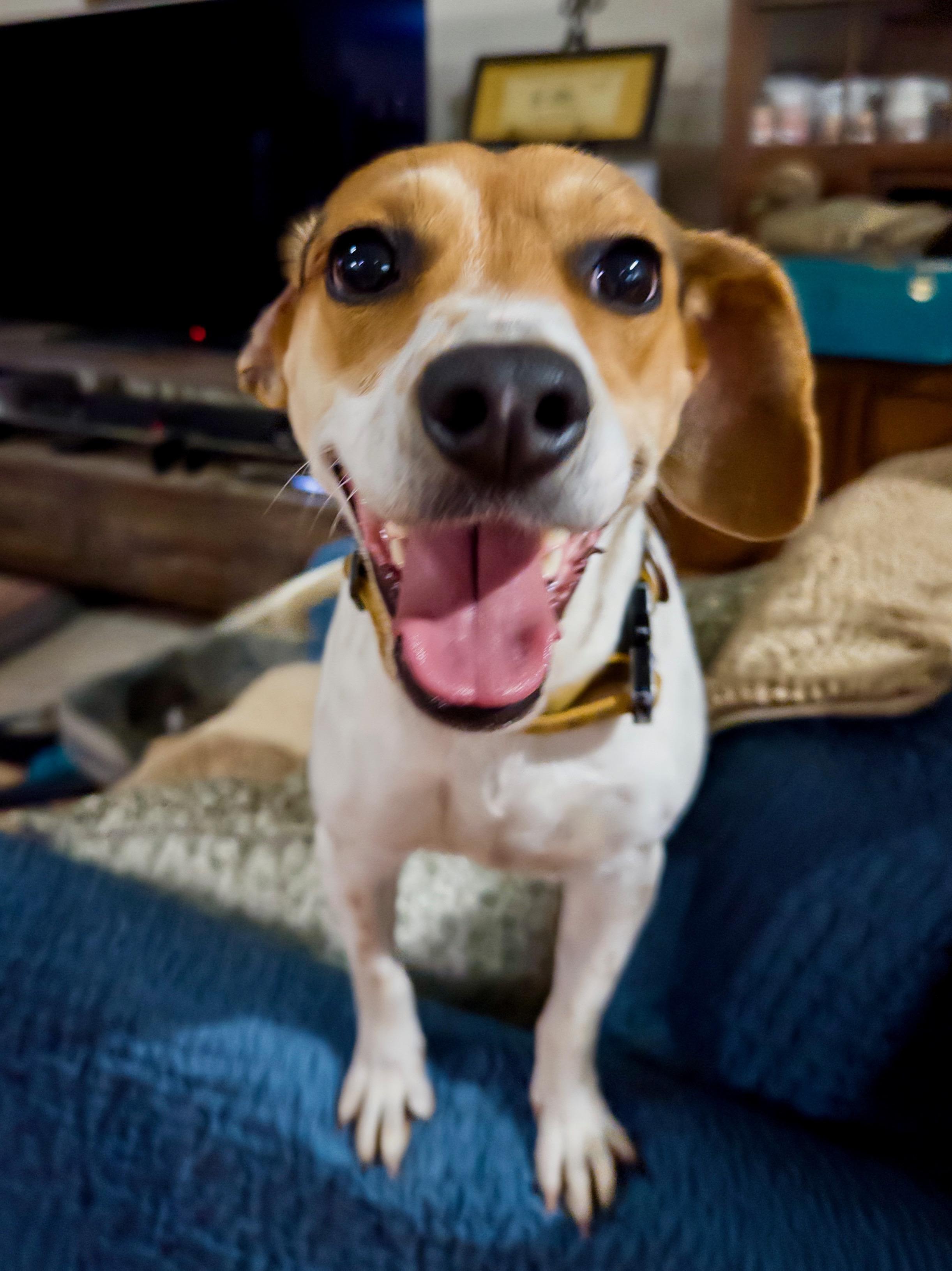 Enlarge Macy, an adopted Beagle in Maryville, TN image 4/6