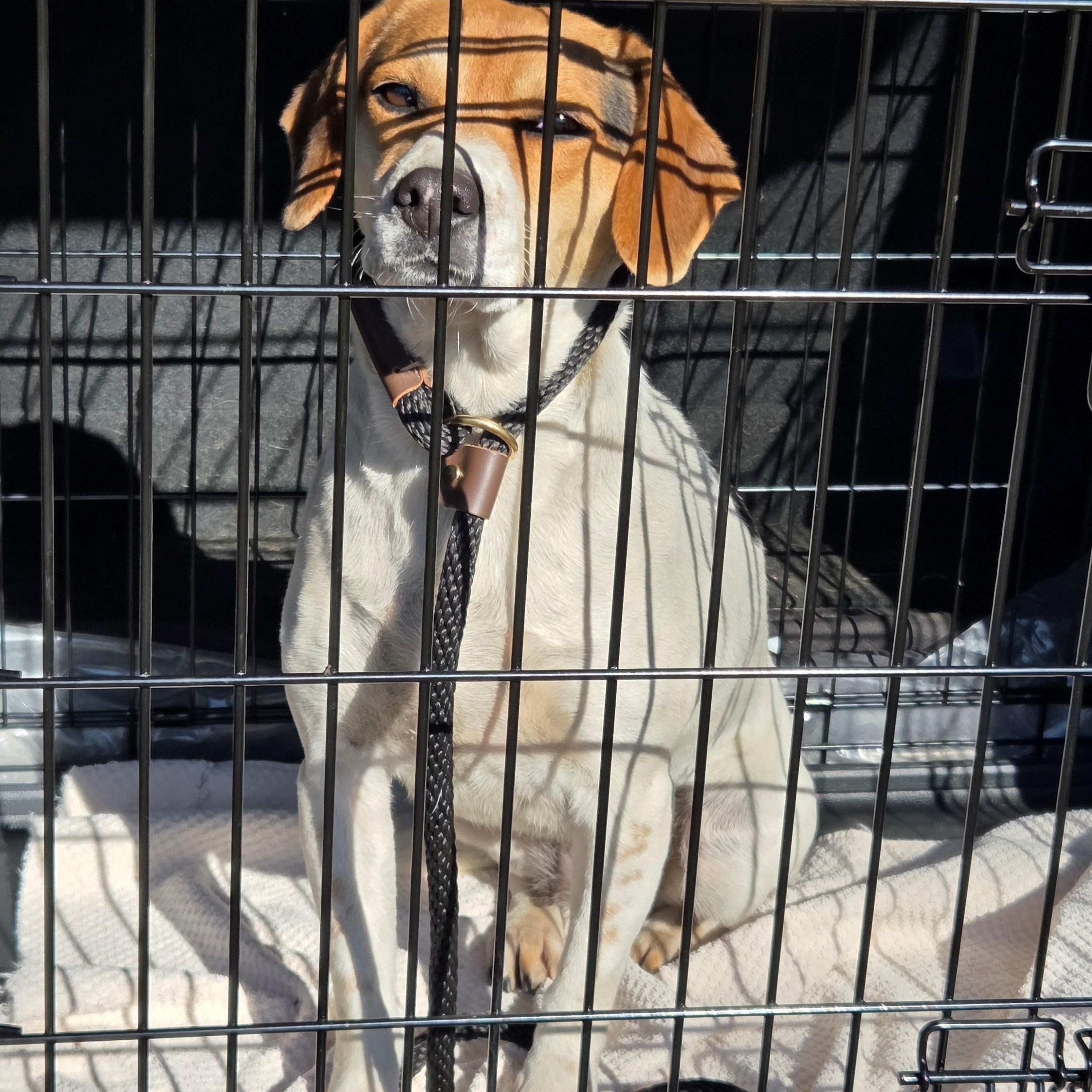 Enlarge Macy, a ADOPTABLE Beagle in Maryville, TN image 1/3