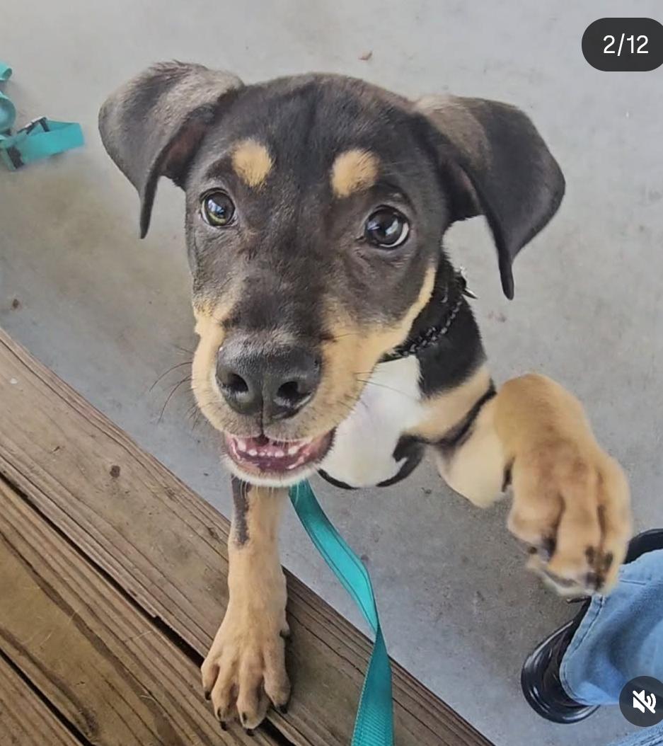 Rocky, Adoptable, Puppy Male Black and Tan Coonhound.