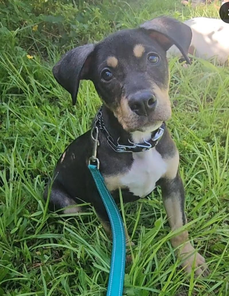 Enlarge Rocky, a Adoptable mixed breed in Fort Myers, FL image 3/3