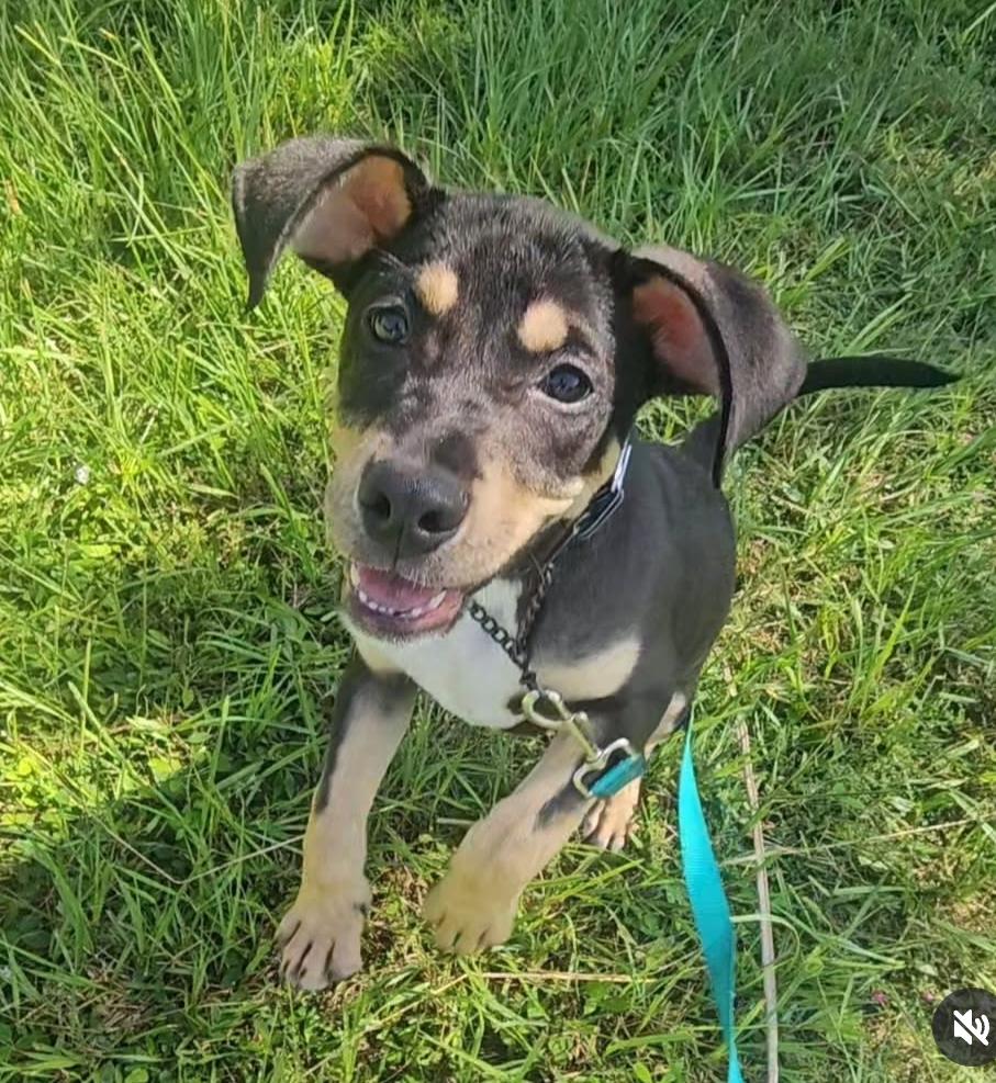 Enlarge Rocky, a Adoptable mixed breed in Fort Myers, FL image 2/3