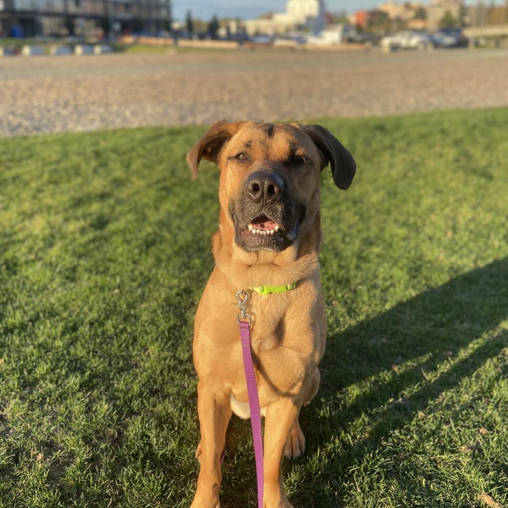 Honey Bear, Adoptable, Adult Female Rhodesian Ridgeback & Mixed Breed.