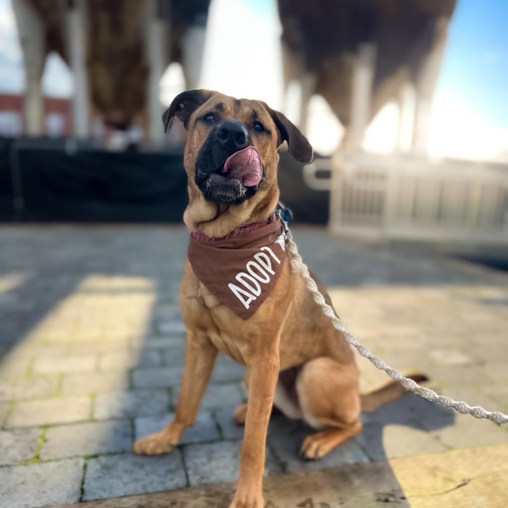 Enlarge Honey Bear, a Adoptable mixed breed in Bellingham, WA image 2/5