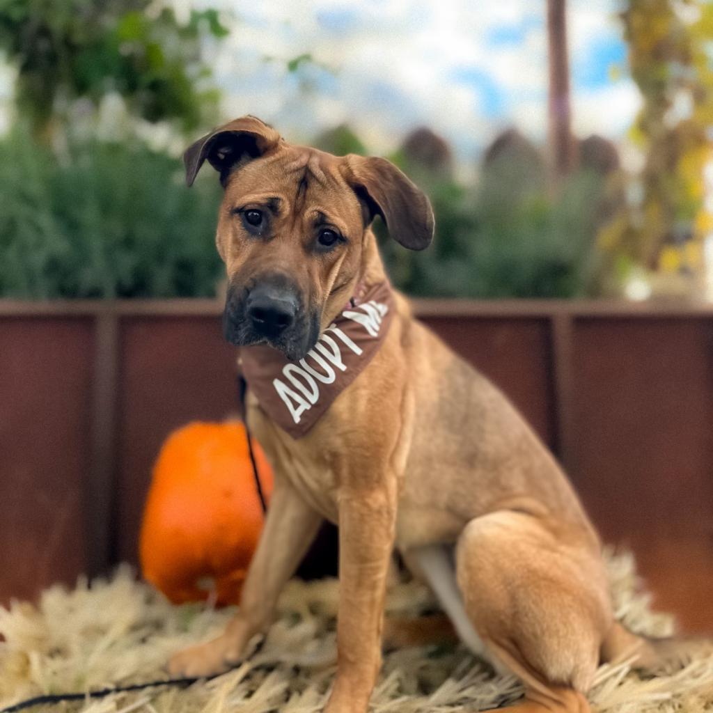 Enlarge Honey Bear, a Adoptable mixed breed in Bellingham, WA image 3/5