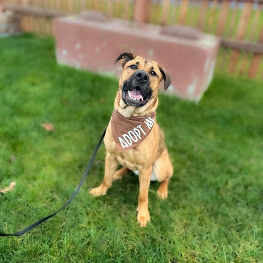 Enlarge Honey Bear, a Adoptable mixed breed in Bellingham, WA image 4/5