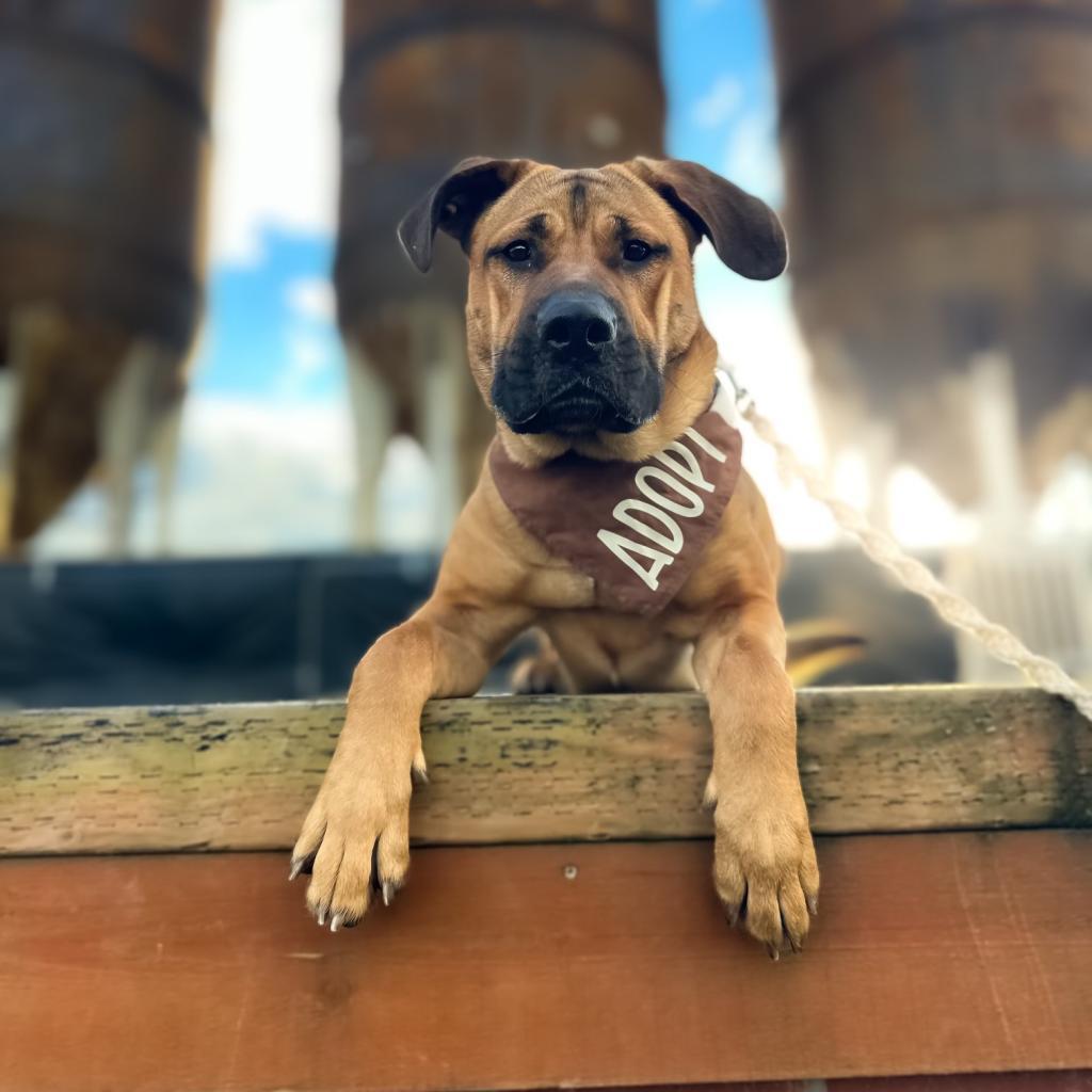 Enlarge Honey Bear, a Adoptable mixed breed in Bellingham, WA image 5/5