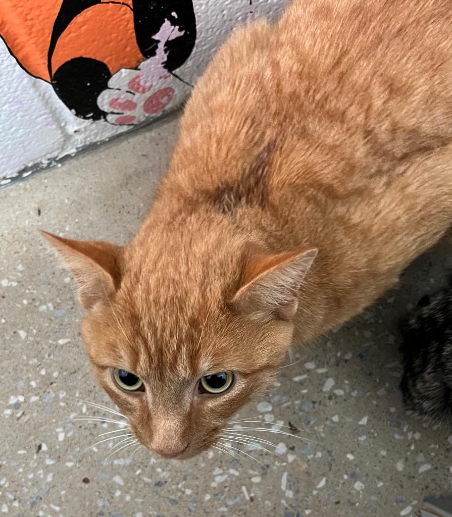 Puddle, Adoptable, Adult Male Domestic Short Hair.