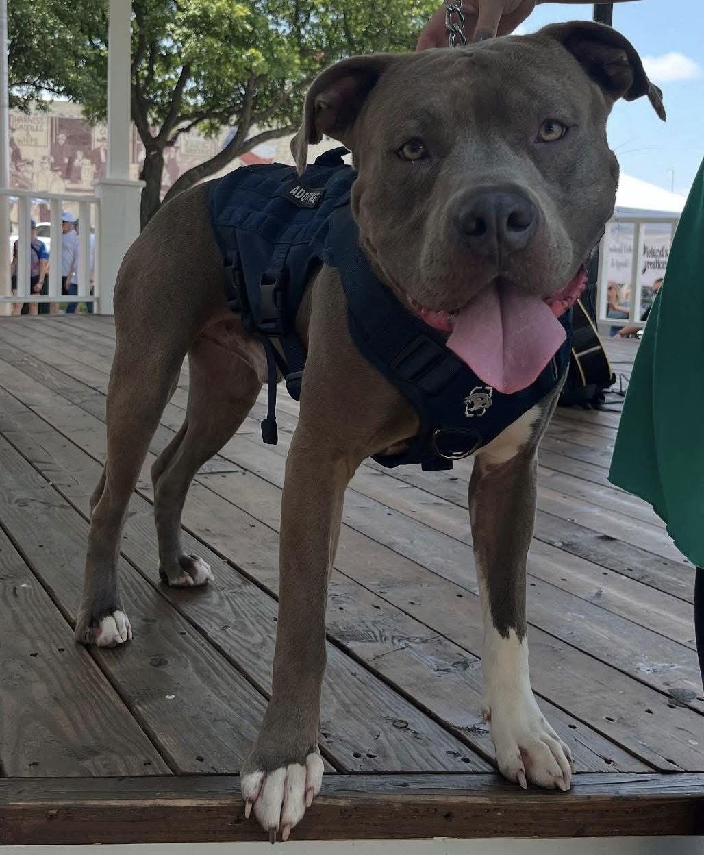 Rhett Butler, Adoptable, Adult Male Pit Bull Terrier.