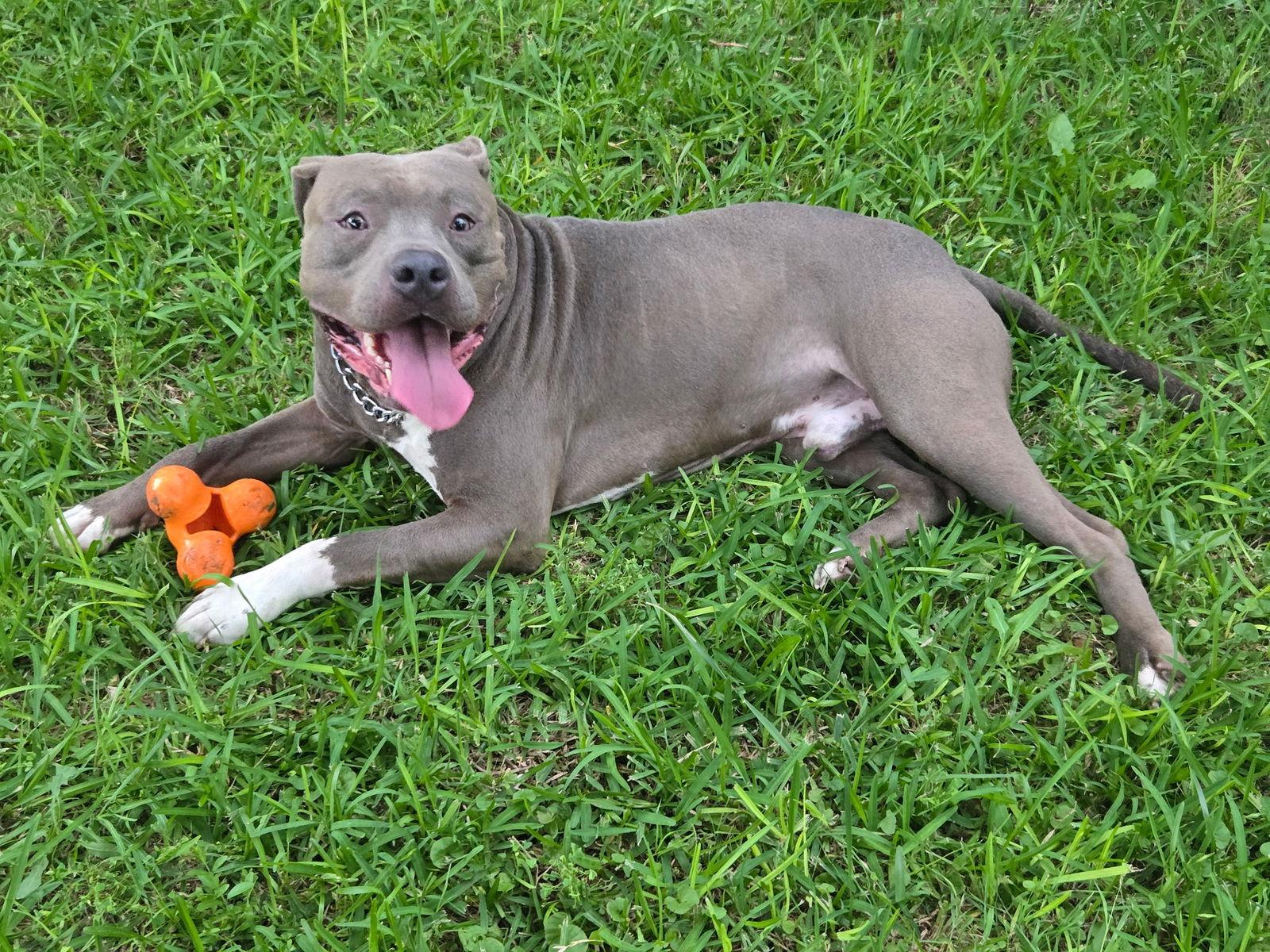 Enlarge Rhett Butler, a Adoptable Pit Bull Terrier in Euless, TX image 2/3