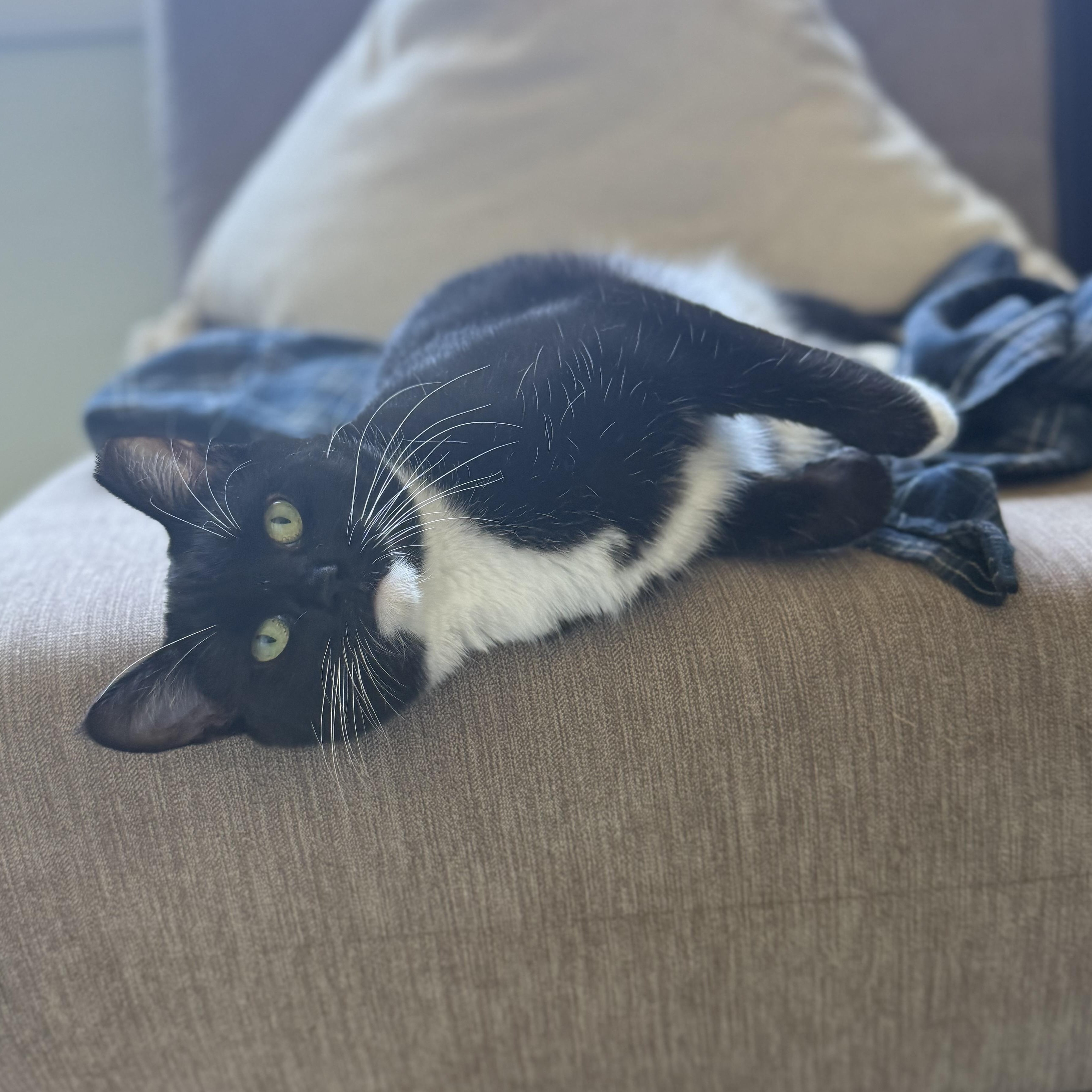 Juno, Adoptable, Adult Female Domestic Short Hair.