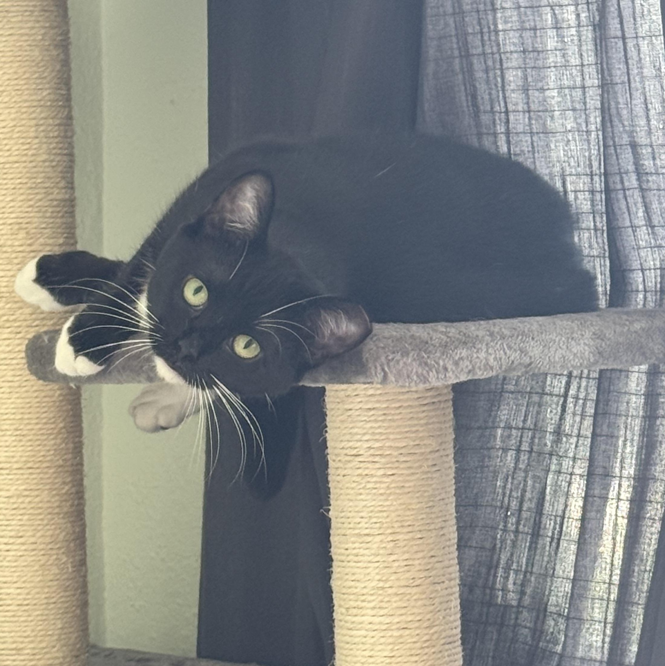 Enlarge Juno, a Adoptable Domestic Short Hair in Oakland, CA image 4/6