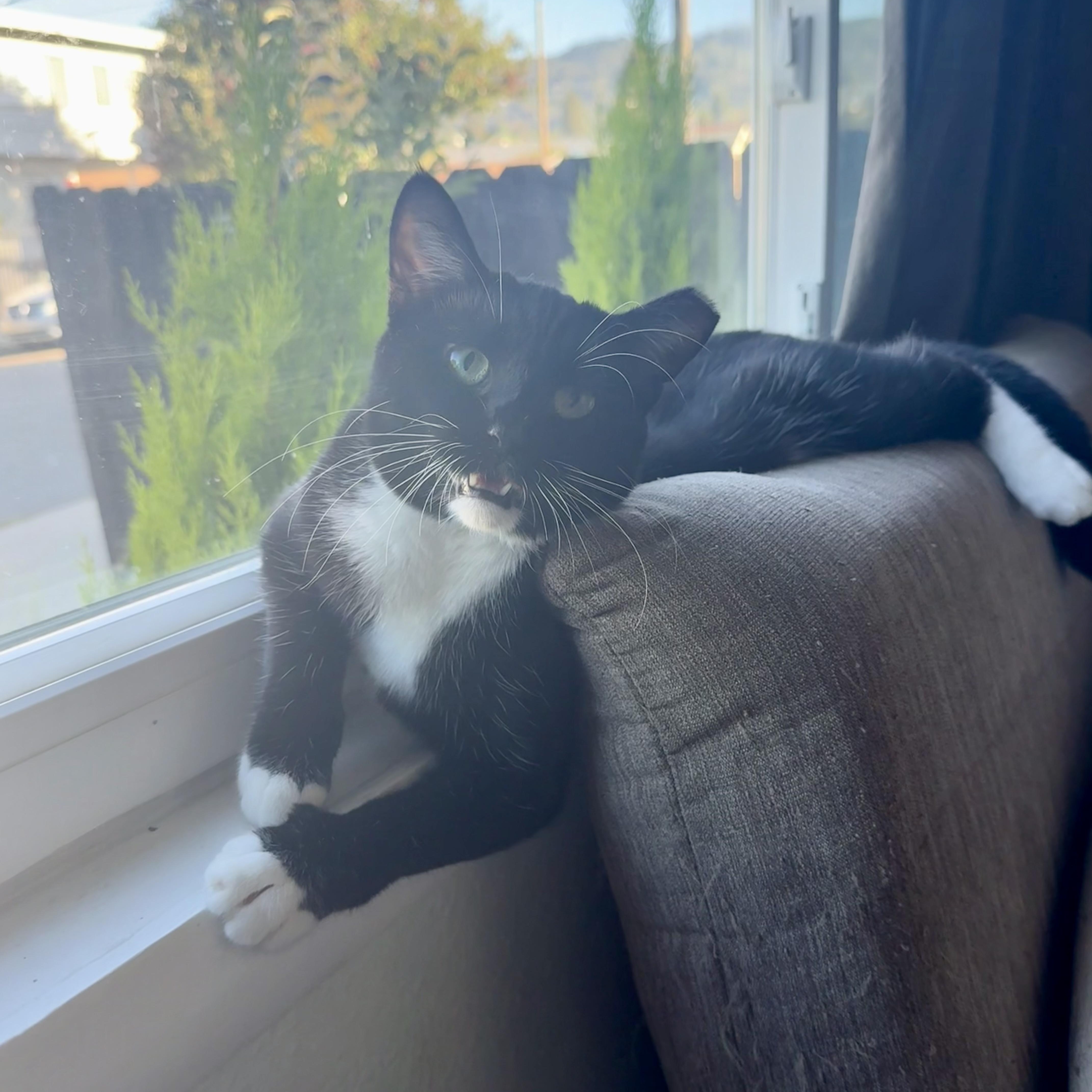 Enlarge Juno, a Adoptable Domestic Short Hair in Oakland, CA image 5/6