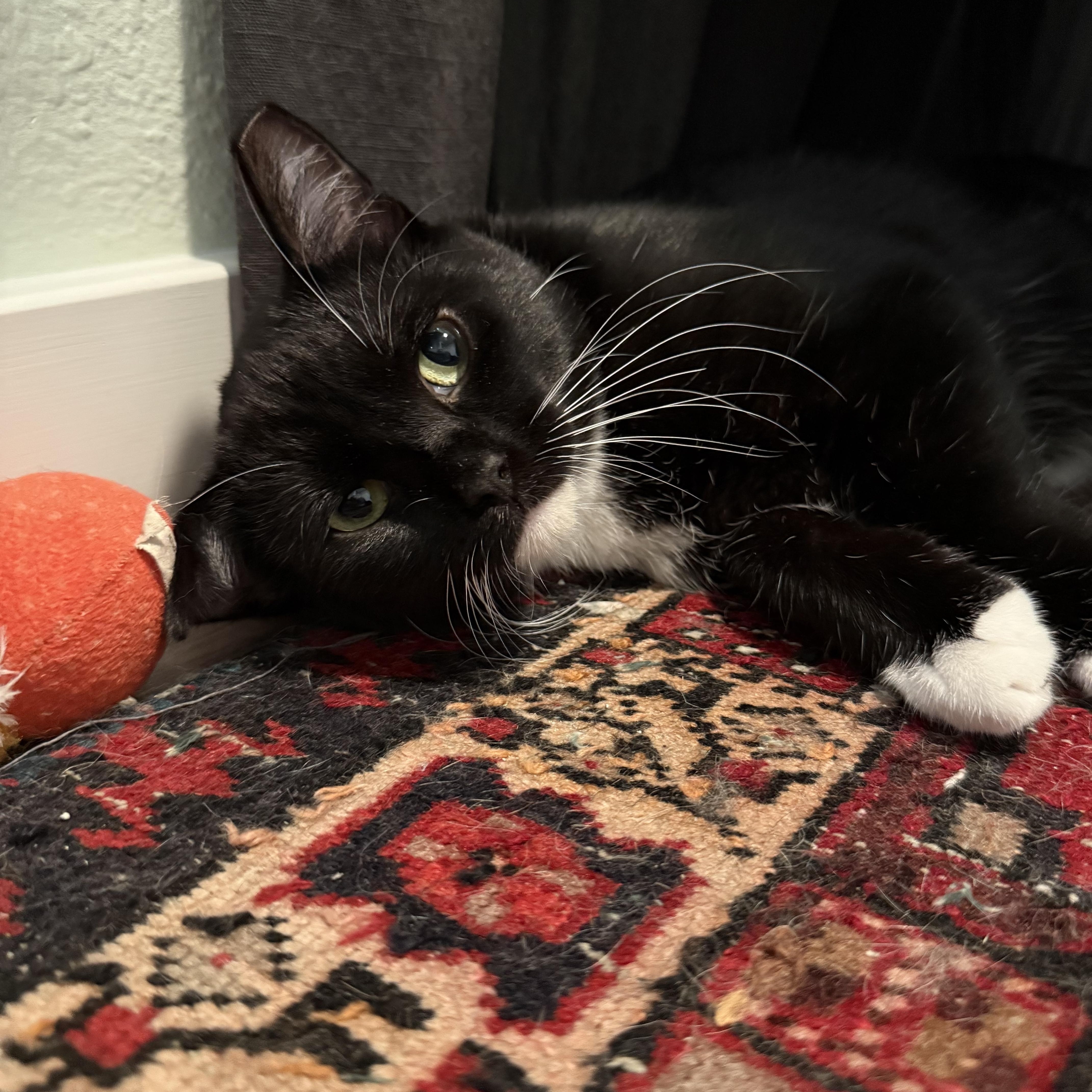 Enlarge Juno, a Adoptable Domestic Short Hair in Oakland, CA image 6/6