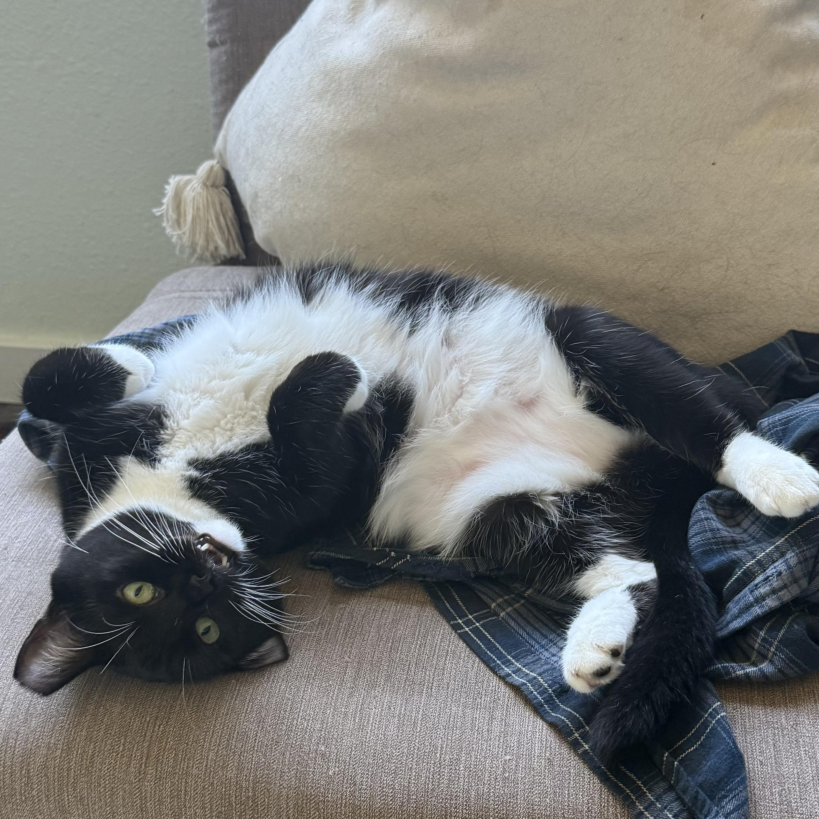 Enlarge Juno, a Adoptable Domestic Short Hair in Oakland, CA image 3/6