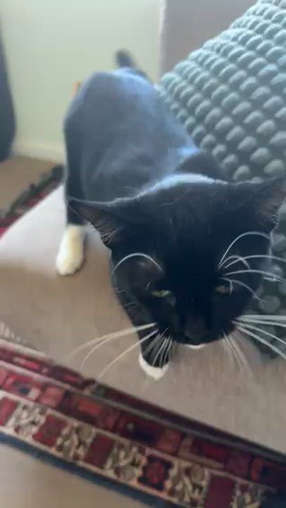 Enlarge Juno, a Adoptable Domestic Short Hair in Oakland, CA video 2/6