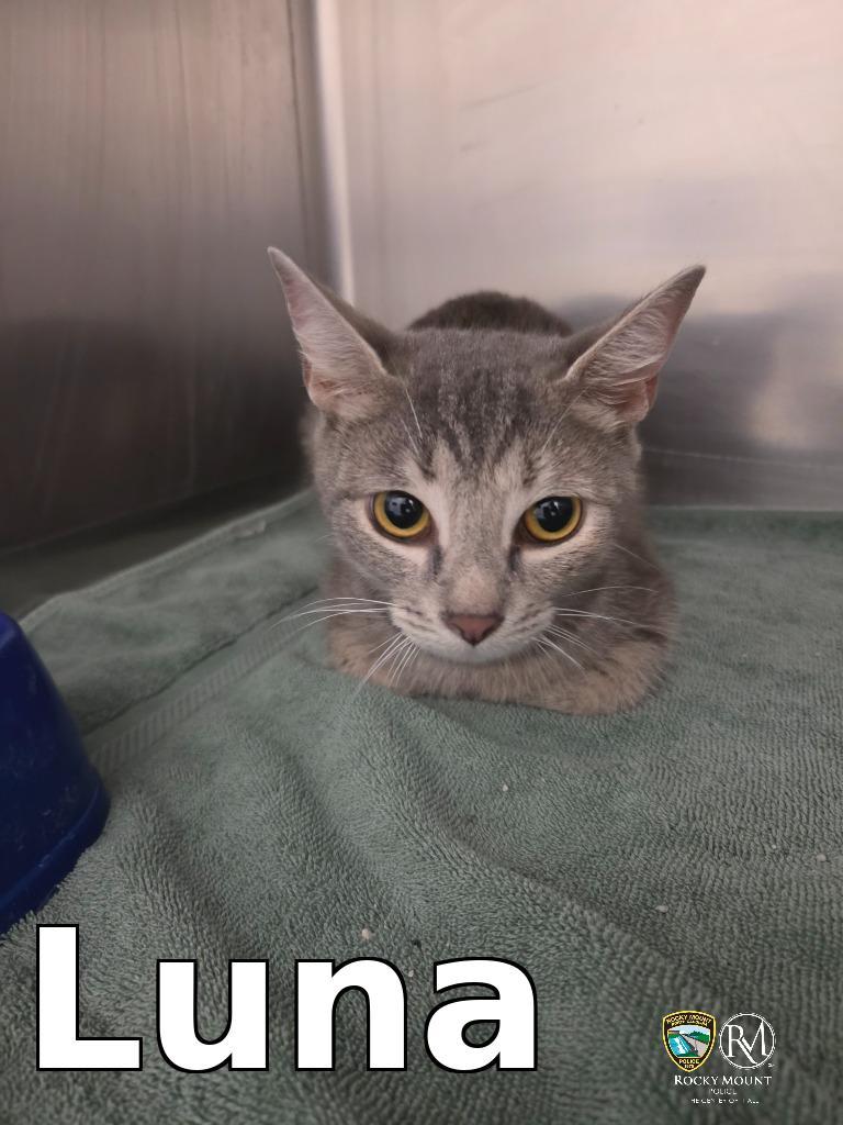 Luna, Adoptable, Young Female Domestic Short Hair.