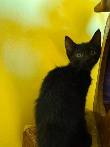 Enlarge Odysseus, a Adoptable mixed breed in Scottsbluff, NE image 1/3