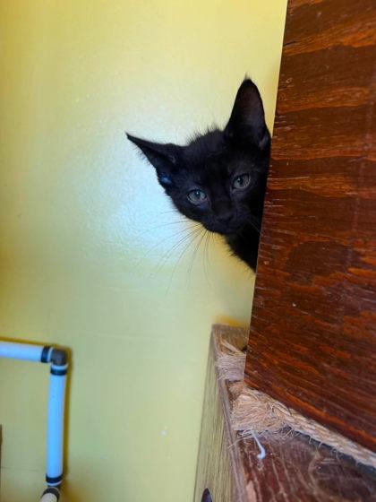 Enlarge Odysseus, a Adoptable mixed breed in Scottsbluff, NE image 2/3