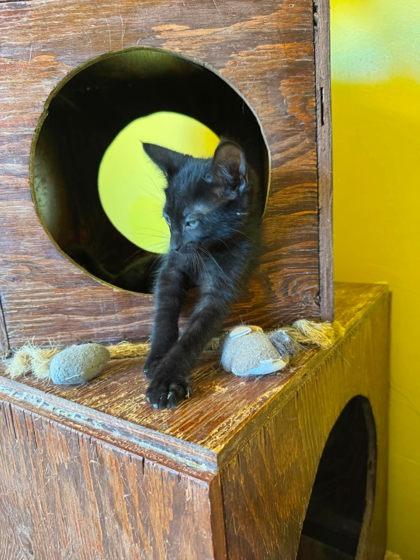 Enlarge Odysseus, a Adoptable mixed breed in Scottsbluff, NE image 3/3