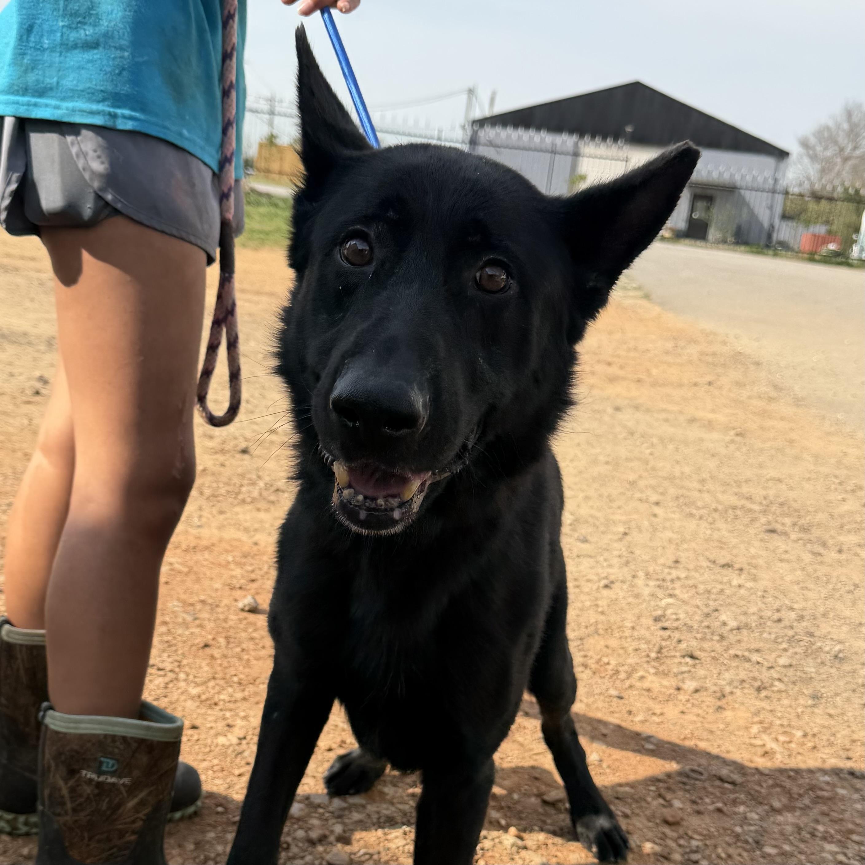 Niner — thumbnail 5