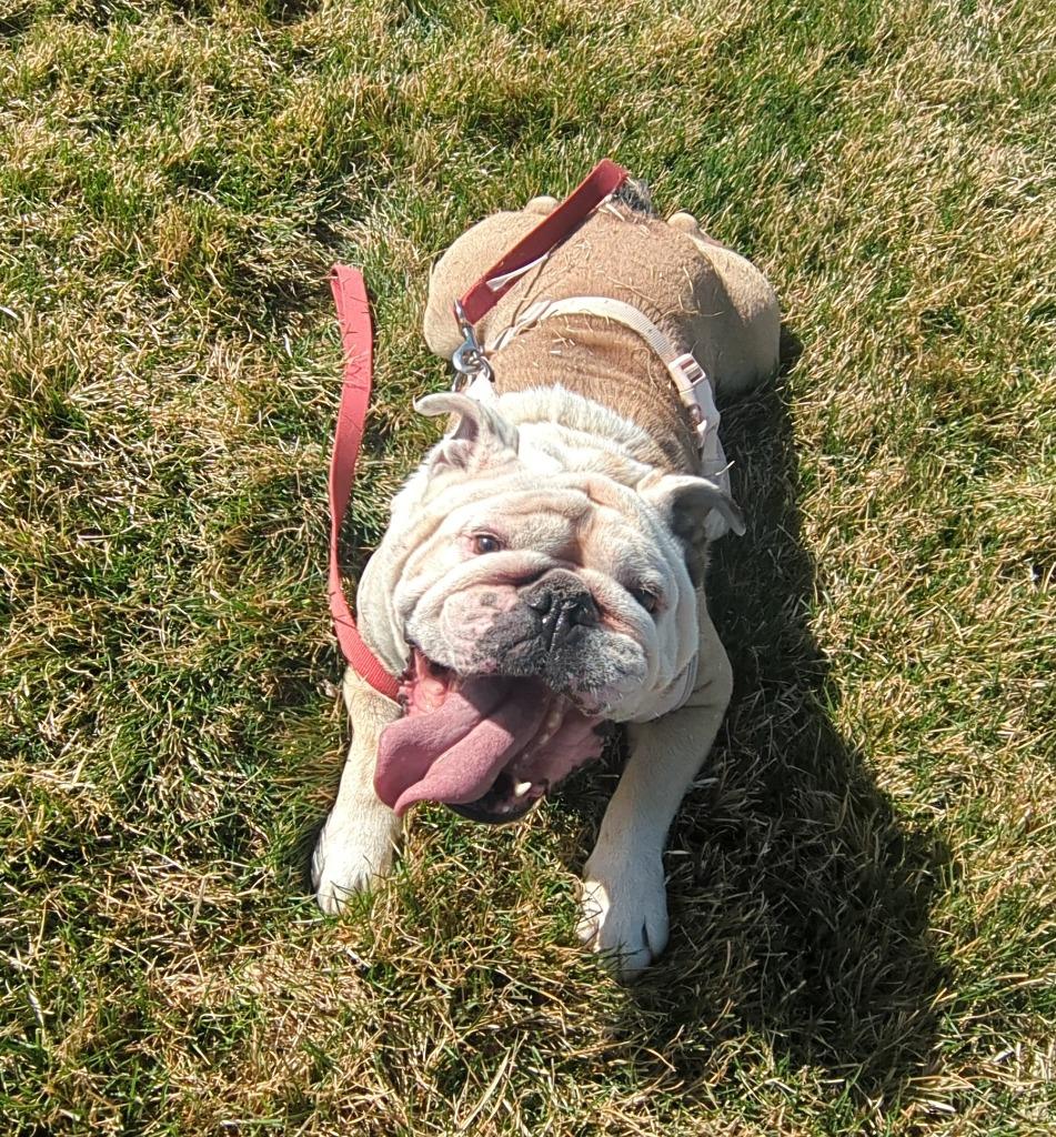 Enlarge Choco, a Adoptable English Bulldog in Logan, UT image 1/2