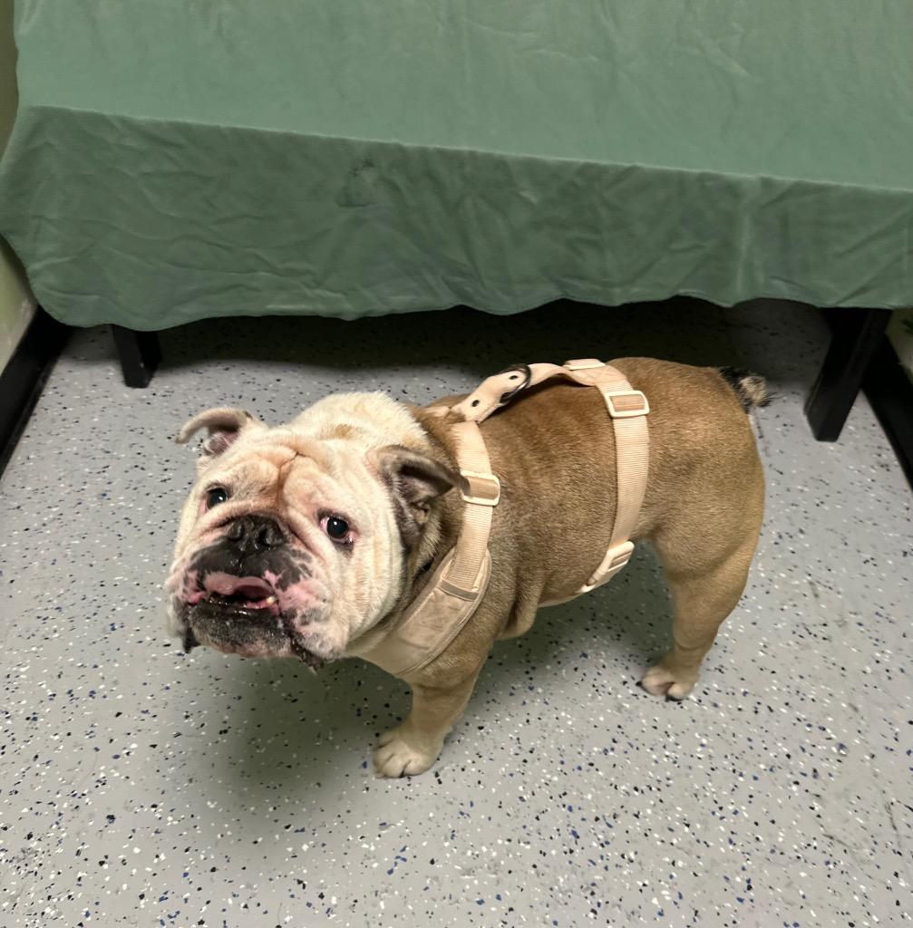 Enlarge Choco, a Adoptable English Bulldog in Logan, UT image 2/2