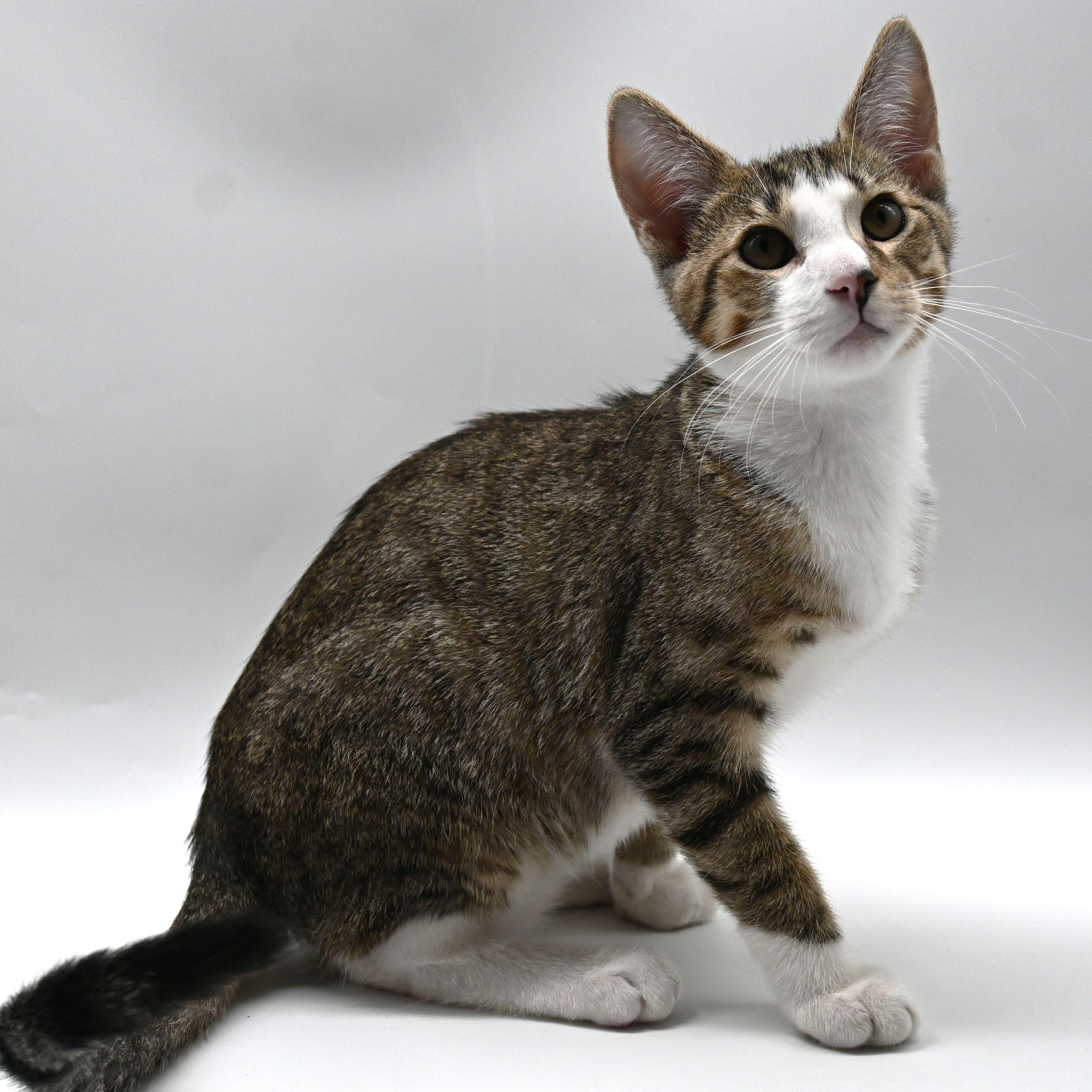 Jude, a Adoptable mixed breed in South Amboy, NJ image 6/6