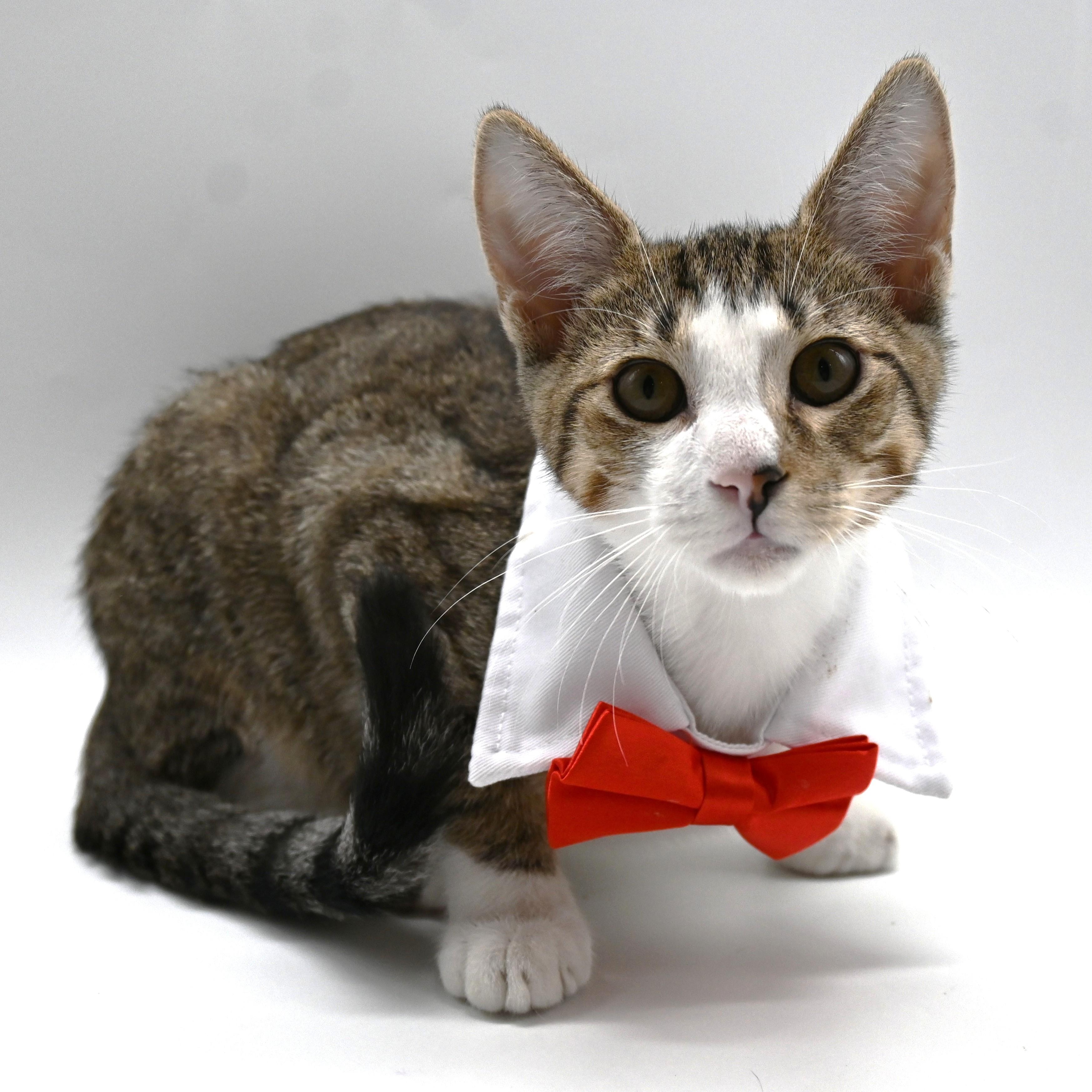 Jude, a Adoptable mixed breed in South Amboy, NJ image 2/6