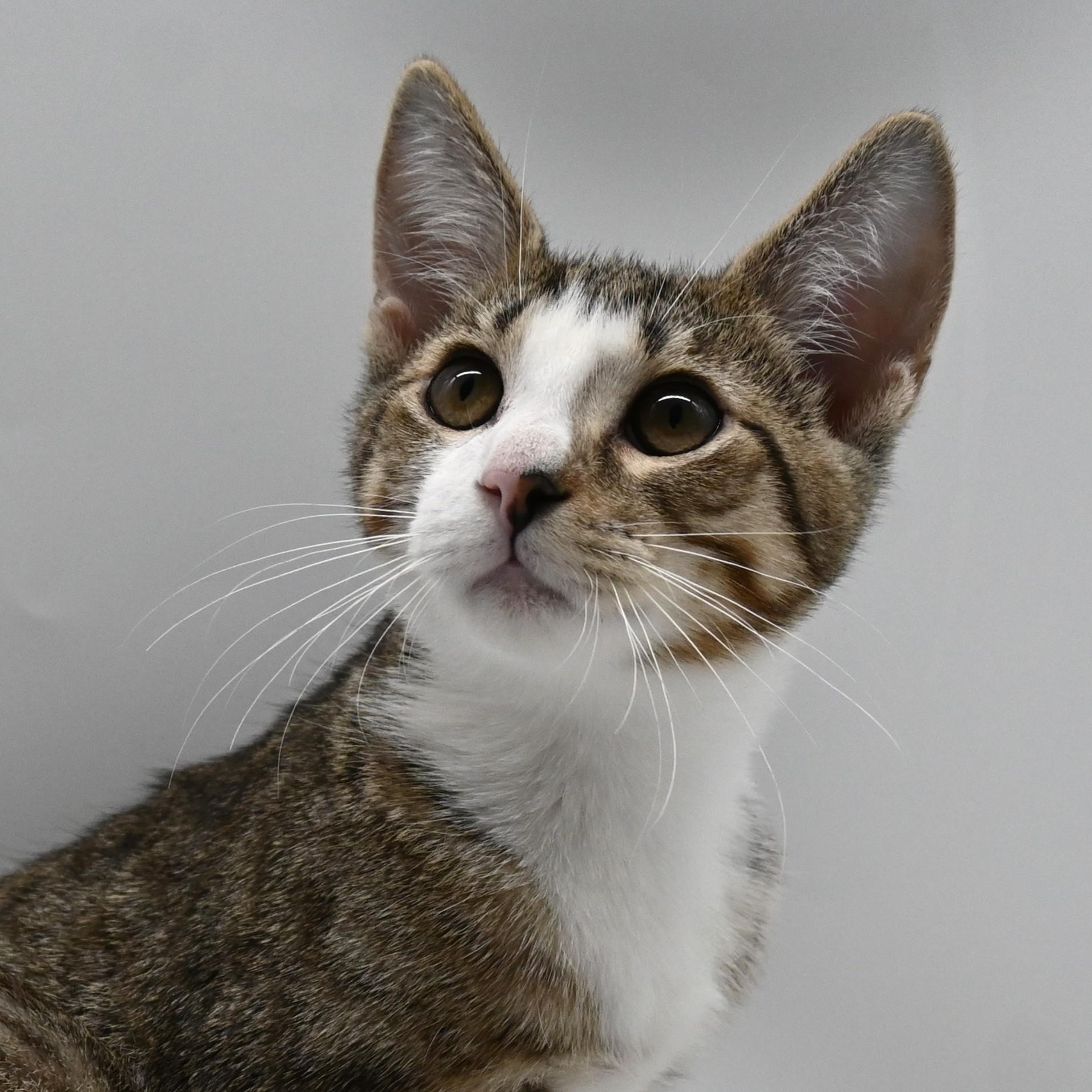 Jude, Adoptable, Kitten Male Domestic Short Hair.