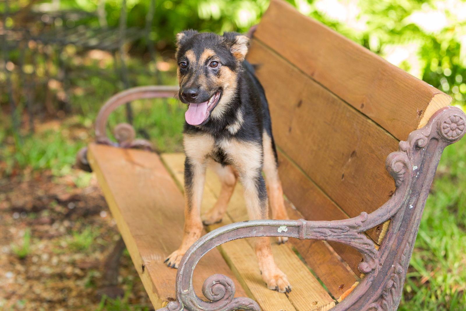 Enlarge Twiggy, a Adopted German Shepherd Dog in Montgomery, AL image 1/3