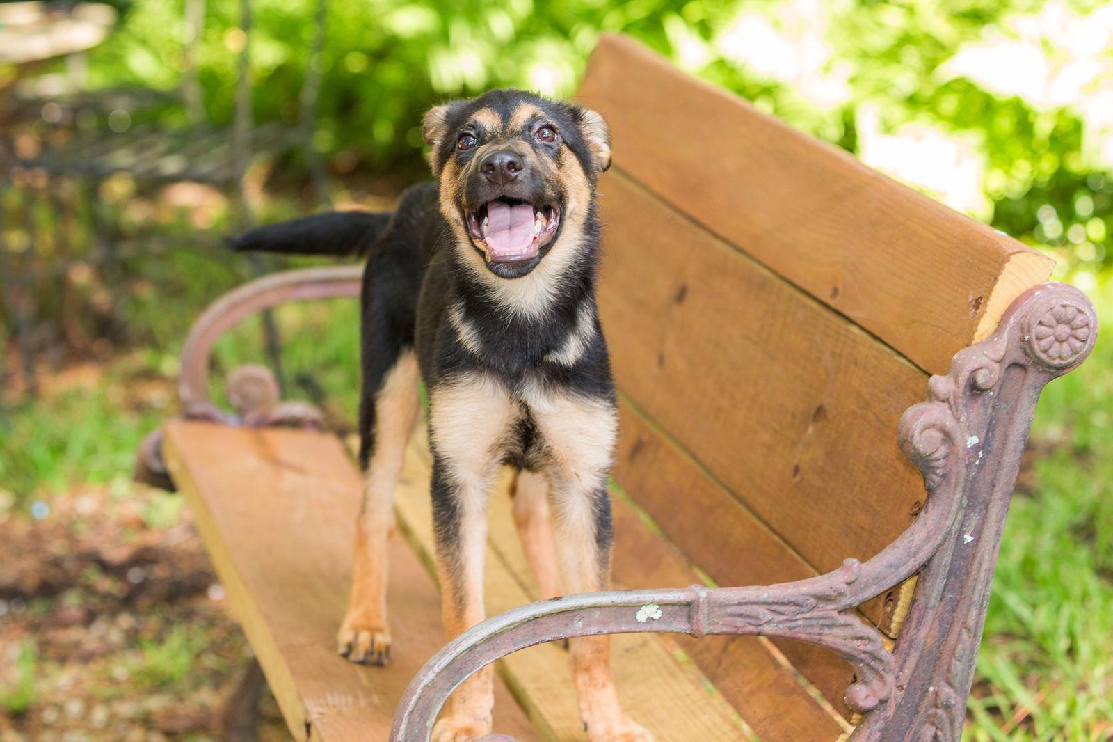Enlarge Twiggy, a Adopted German Shepherd Dog in Montgomery, AL image 2/3
