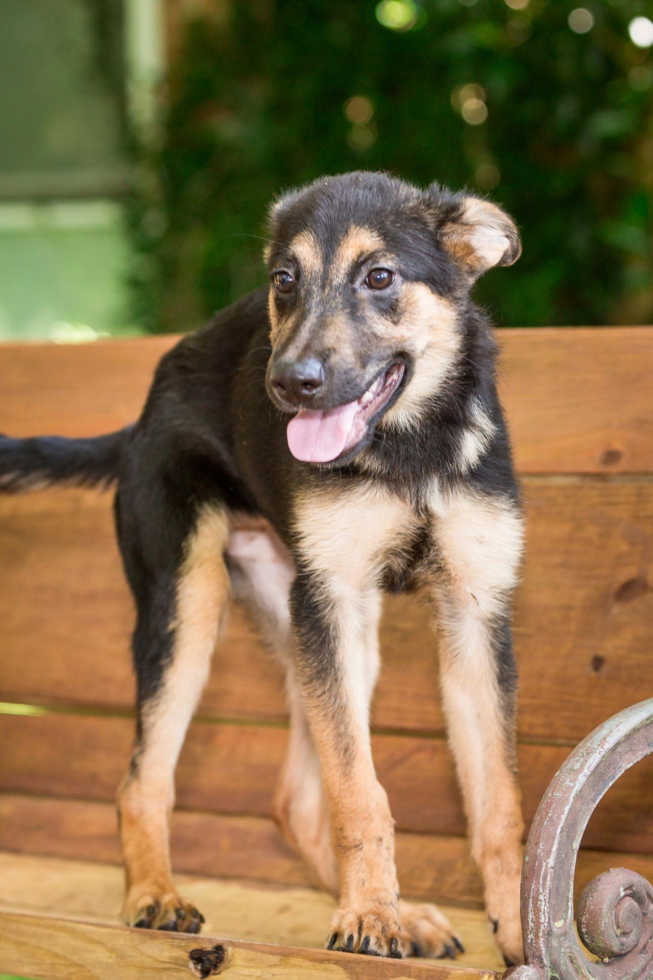 Enlarge Twiggy, a Adopted German Shepherd Dog in Montgomery, AL image 3/3